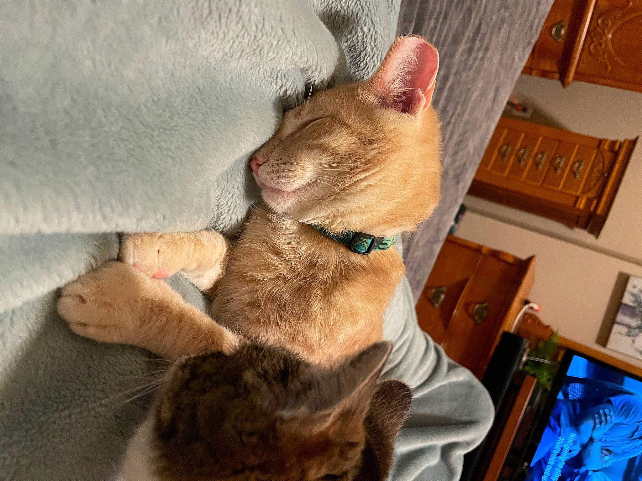 Finnegan joined the competition — help win amazing prizes! canidae, carnivore, cat, comfort, companion_dog, dog_breed, domestic_short_haired_cat, ear, fawn, felidae, fur, lap, paw, picture_frame, small_to_medium_sized_cats, snout, sporting_group, tail, whiskers, wood