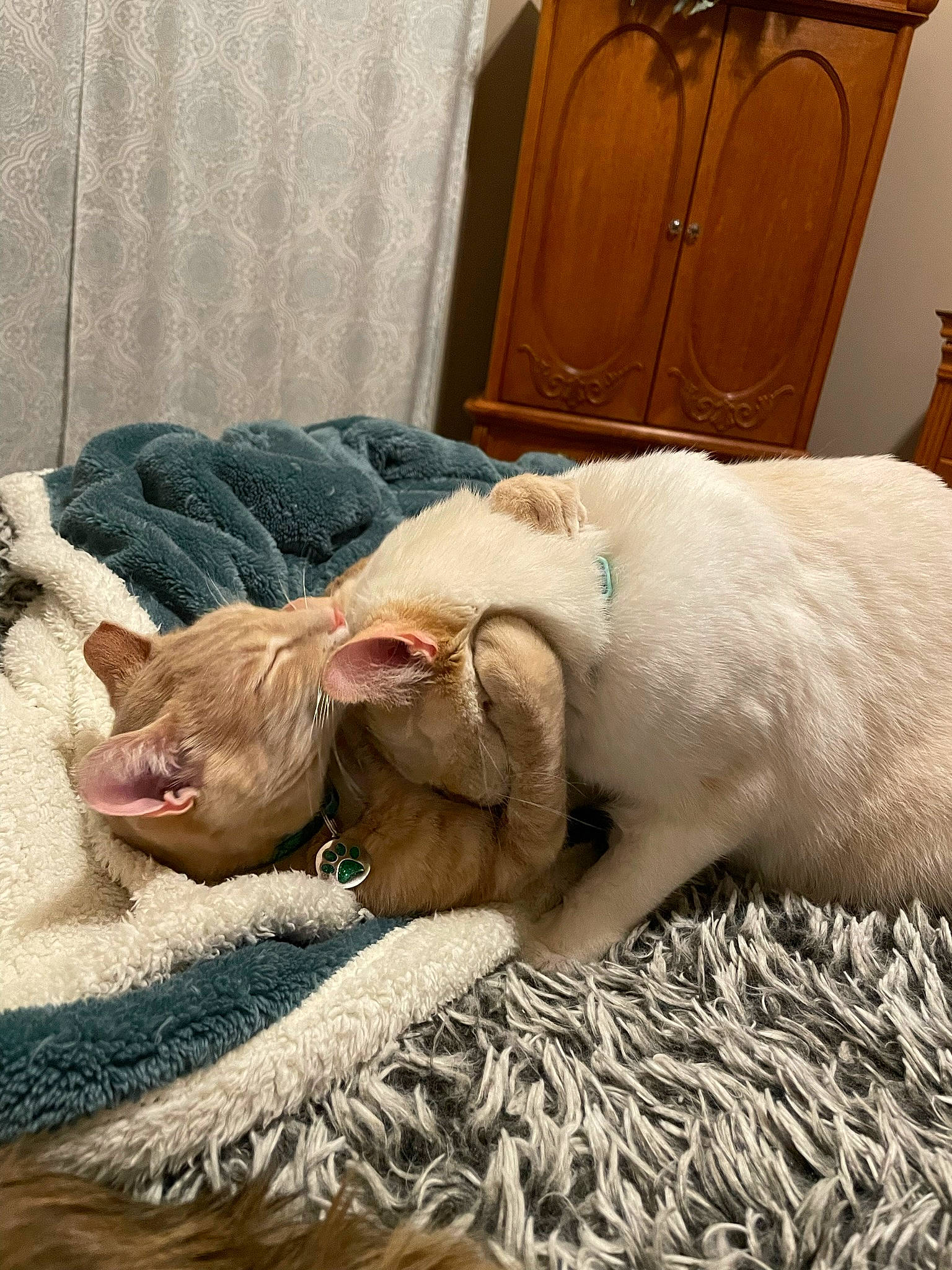 Finnegan joined the competition — help win amazing prizes! canidae, carnivore, collar, comfort, companion_dog, dog, dog_breed, ear, fawn, fur, grass, liver, livestock, natural_material, snout, sporting_group, terrestrial_animal, whiskers, working_animal, wrinkle