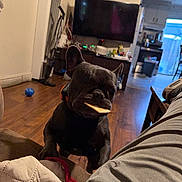 Olive is registered to the contest to win money with this photo: blanket, blue_ball, close_up, collar, couch, cracker, cute, dog, french_bulldog, furniture, hardwood_floor, indoor, living_room, person_legs, pet, portrait, snack_thief, television, toy, treat