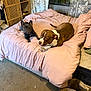 bed, bedding, blanket, carpet, curtain, dog, duvet, french_bulldog, furniture, household, indoor, living_space, pet, pet_portrait, pink_bedding, pitbull, relaxed, shelf, sleepy, two_dogs