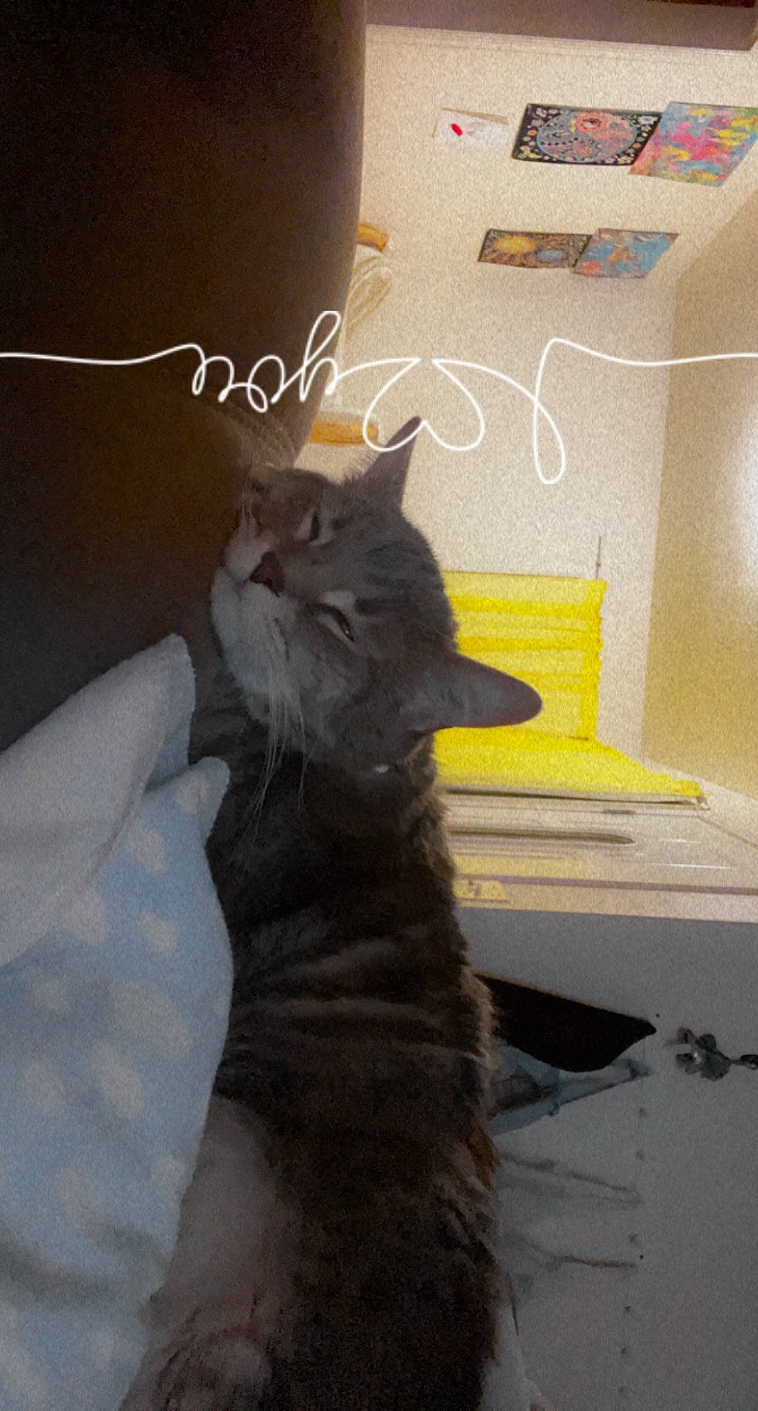 Chevelle joined the competition — help win amazing prizes! black_cat, box, cardboard, carnivore, cat, claw, comfort, domestic_short_haired_cat, felidae, flooring, fur, grey, paw, photo_caption, room, small_to_medium_sized_cats, snout, tail, whiskers, window