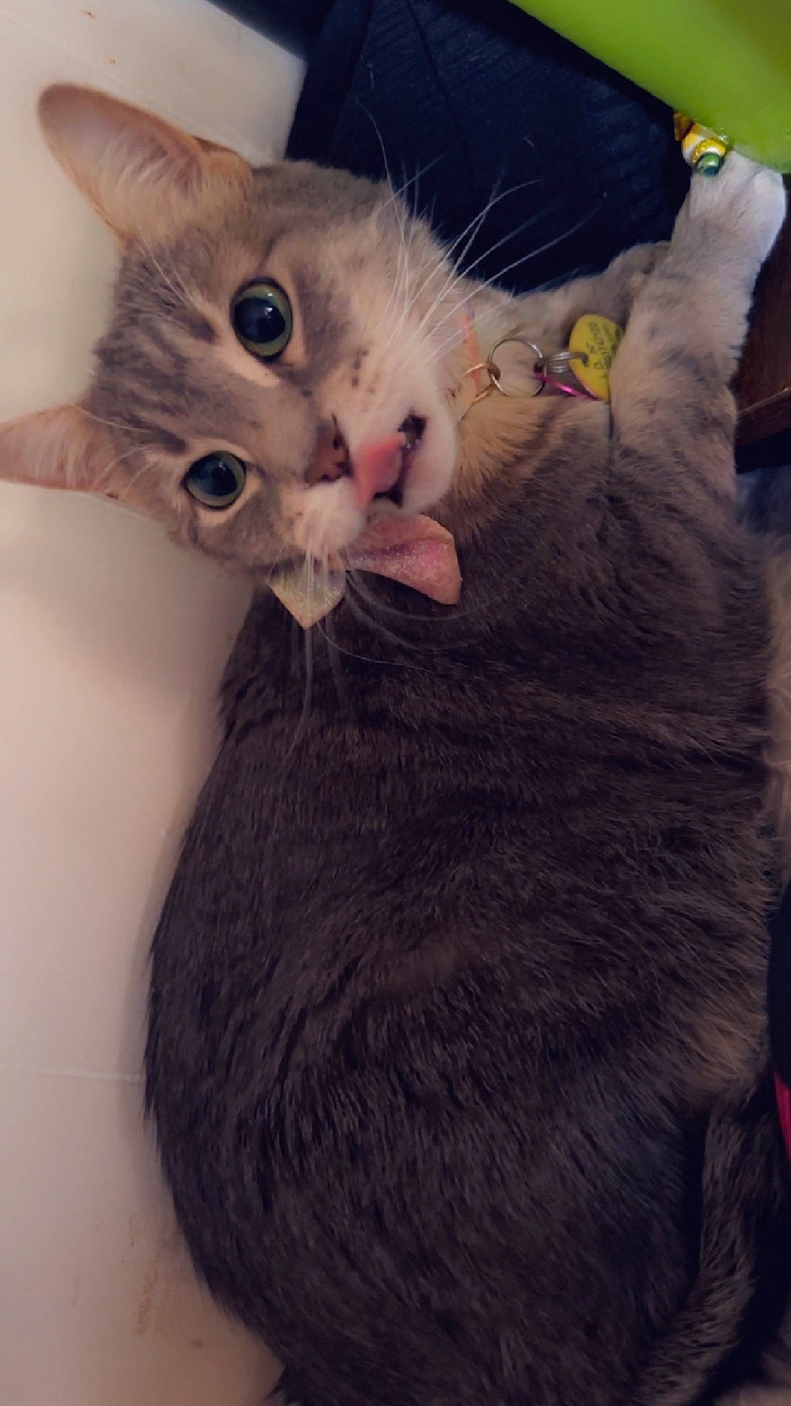 Chevelle joined the competition — help win amazing prizes! carnivore, cat, cat_bed, cat_supply, claw, comfort, domestic_short_haired_cat, ear, eye, fawn, felidae, fur, gesture, paw, russian_blue, small_to_medium_sized_cats, snout, tail, whiskers