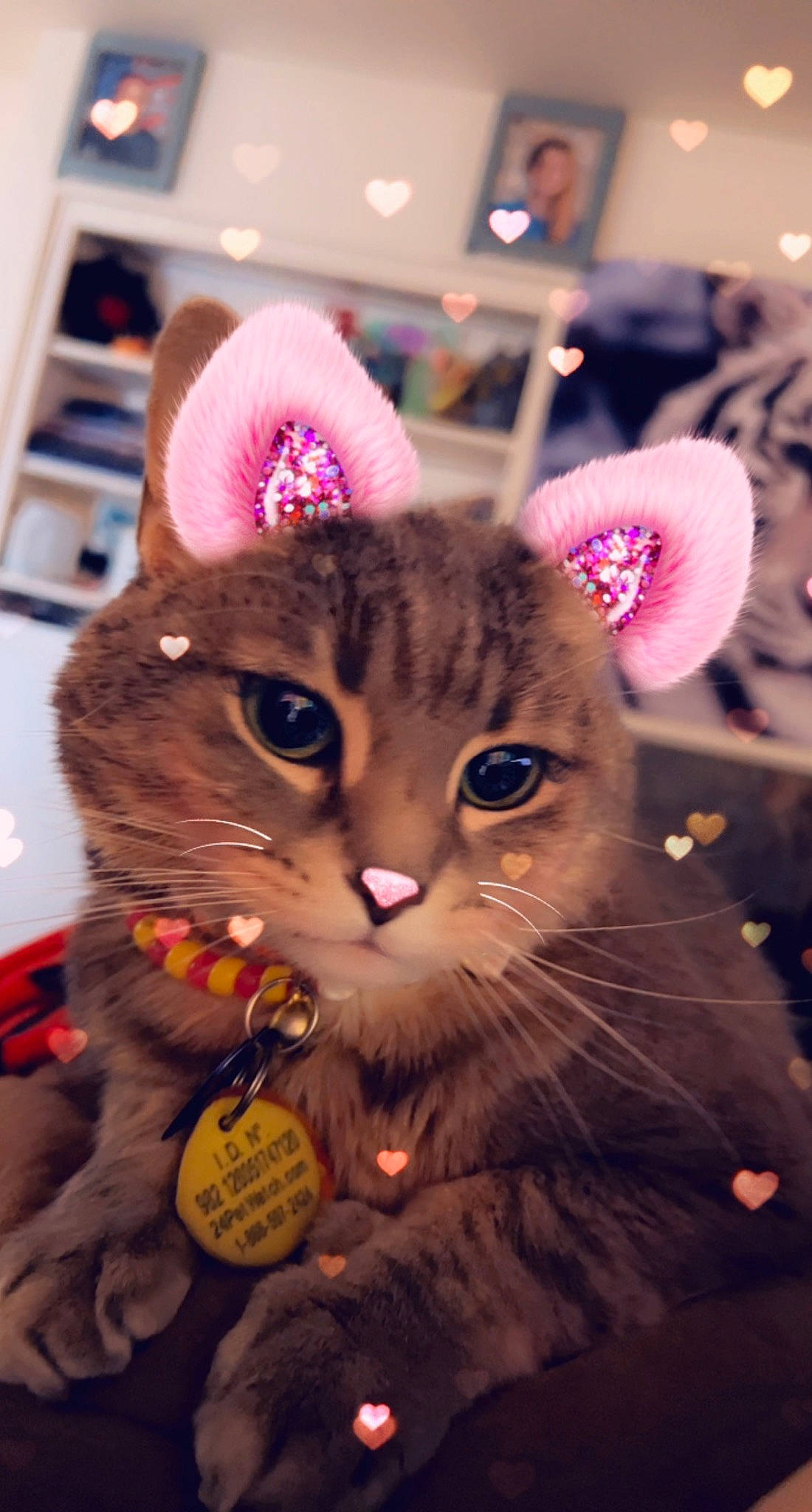 Chevelle joined the competition — help win amazing prizes! carnivore, cat, christmas, christmas_decoration, christmas_eve, christmas_ornament, event, eyewear, fawn, felidae, fur, happy, holiday, magenta, plant, small_to_medium_sized_cats, snout, whiskers, winter