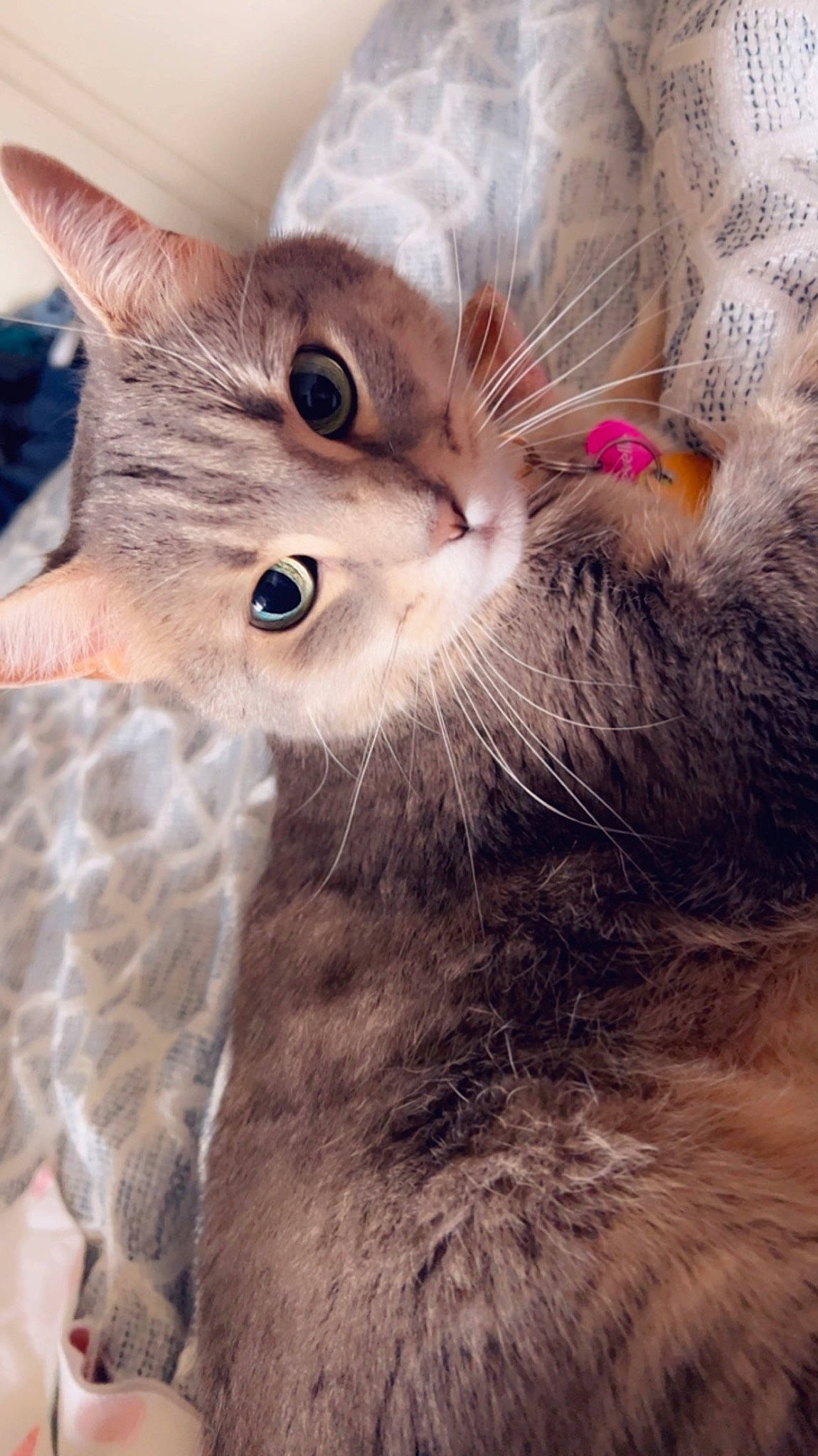 Chevelle joined the competition — help win amazing prizes! carnivore, cat, close_up, domestic_short_haired_cat, ear, event, eye, eyelash, fawn, felidae, fur, iris, paw, photography, small_to_medium_sized_cats, snout, tail, terrestrial_animal, whiskers, wildlife