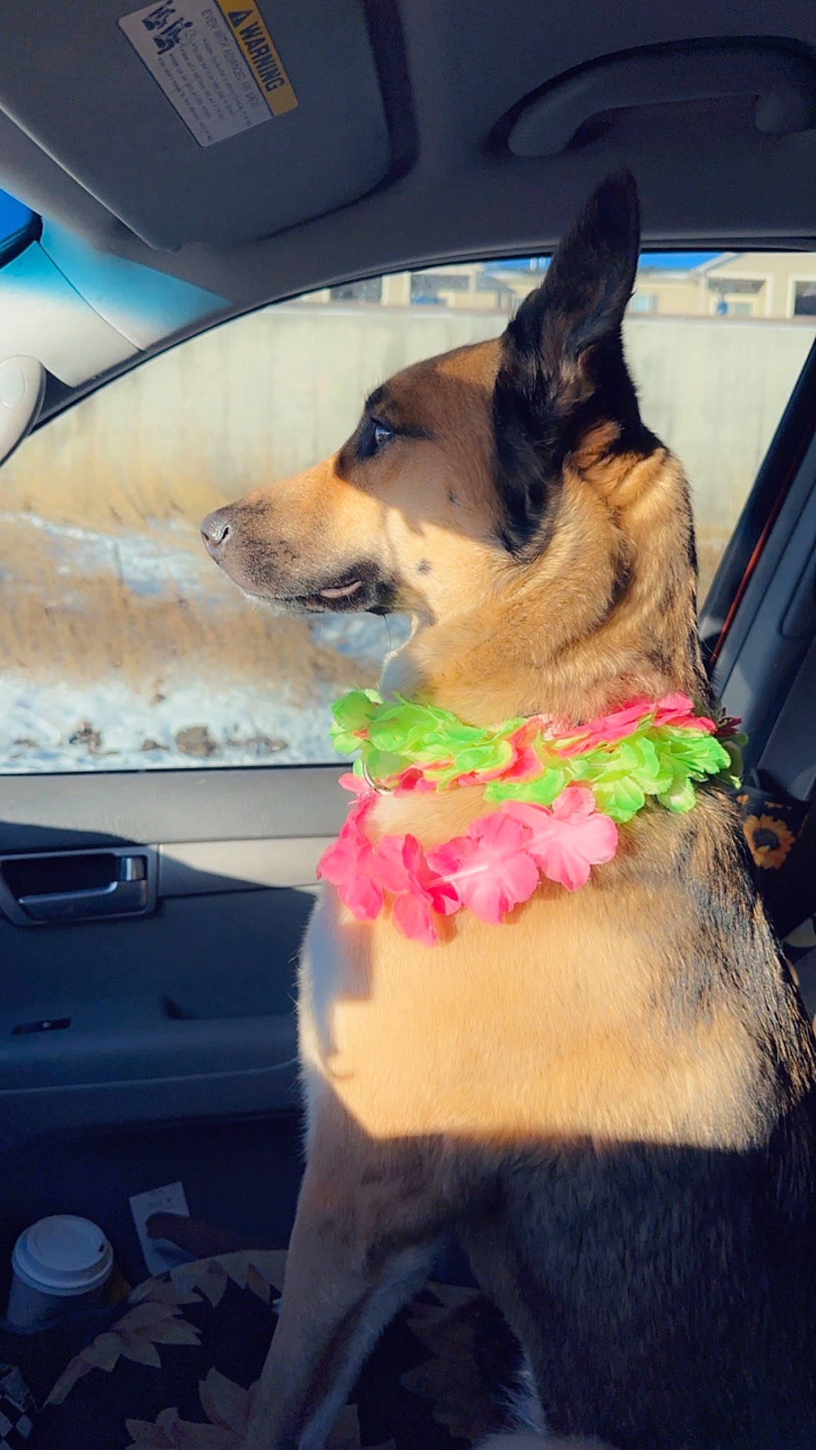 Dora joined the competition — help win amazing prizes! canidae, carnivore, collar, companion_dog, dog, dog_breed, dog_collar, dog_supply, door, fawn, fur, guard_dog, pet_supply, snout, sporting_group, whiskers, window, windshield, working_animal, working_dog