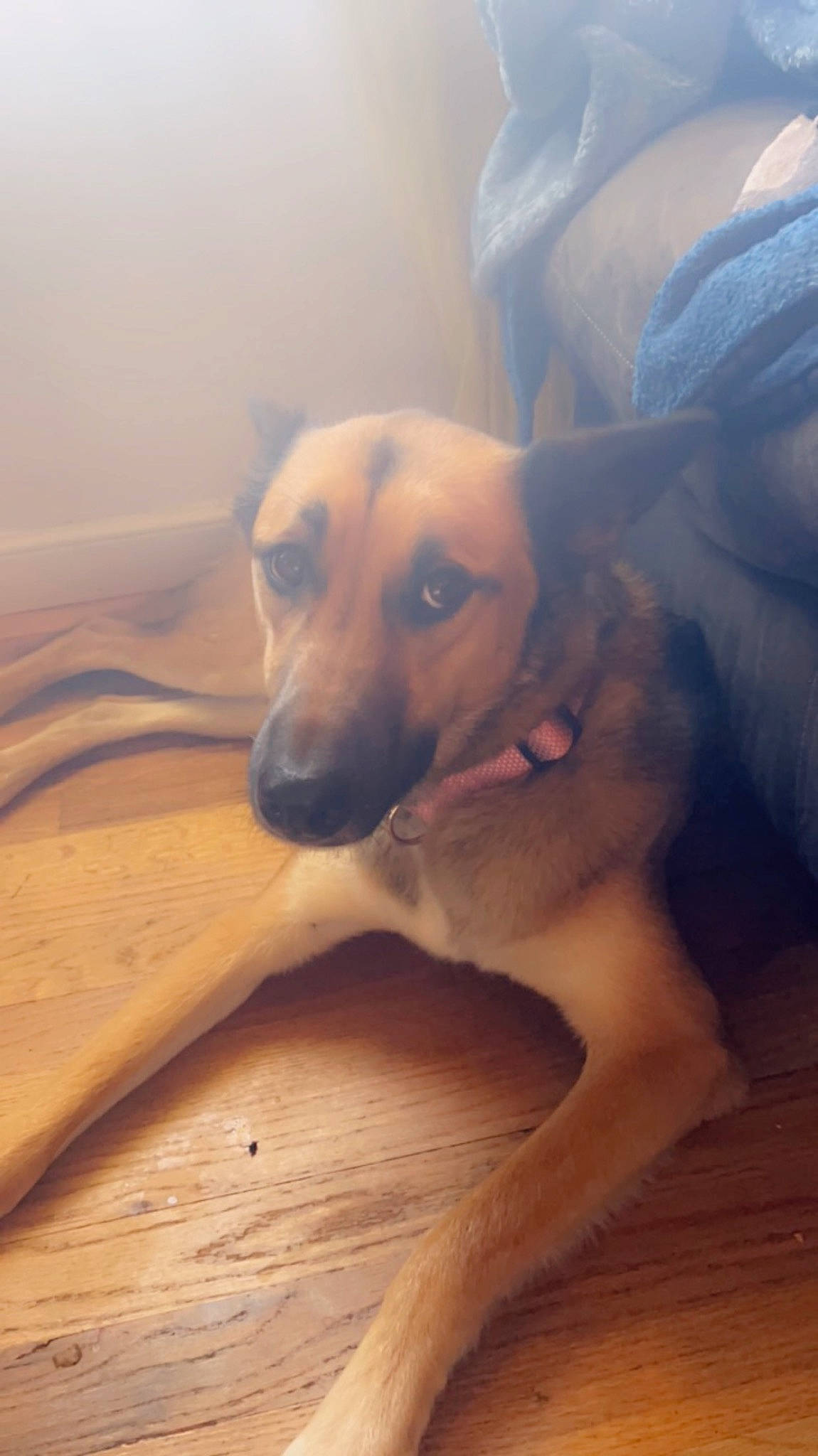 Dora joined the competition — help win amazing prizes! carnivore, cloud, comfort, companion_dog, dog, dog_breed, fawn, flooring, guard_dog, happy, hardwood, plank, plywood, sky, varnish, whiskers, wood, wood_flooring, wood_stain, working_animal