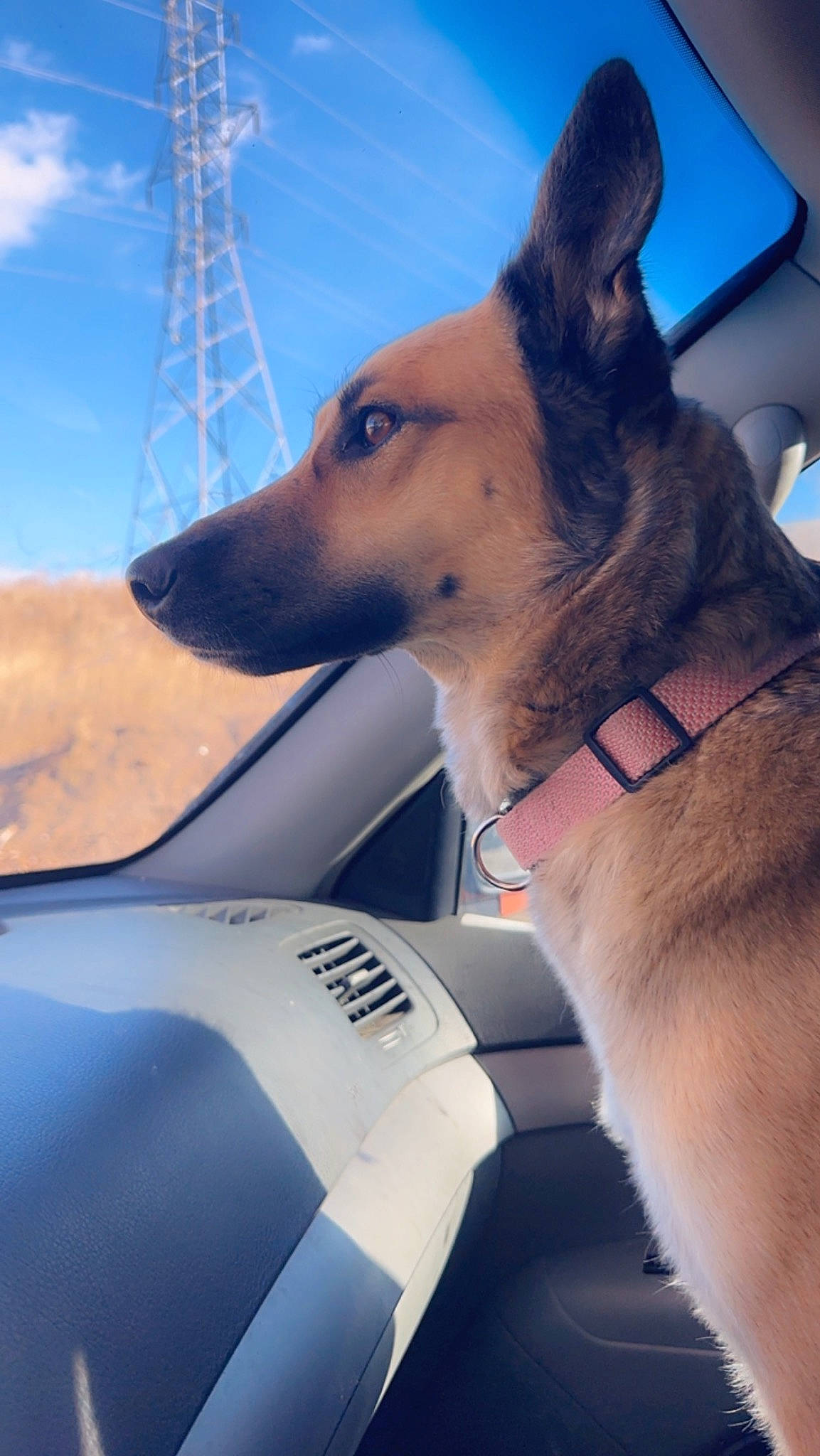Dora joined the competition — help win amazing prizes! canidae, carnivore, cloud, collar, companion_dog, dog, dog_breed, dog_collar, electric_blue, fawn, giant_dog_breed, human_leg, lifejacket, sky, snout, sporting_group, vehicle, windscreen_wiper, windshield, working_animal