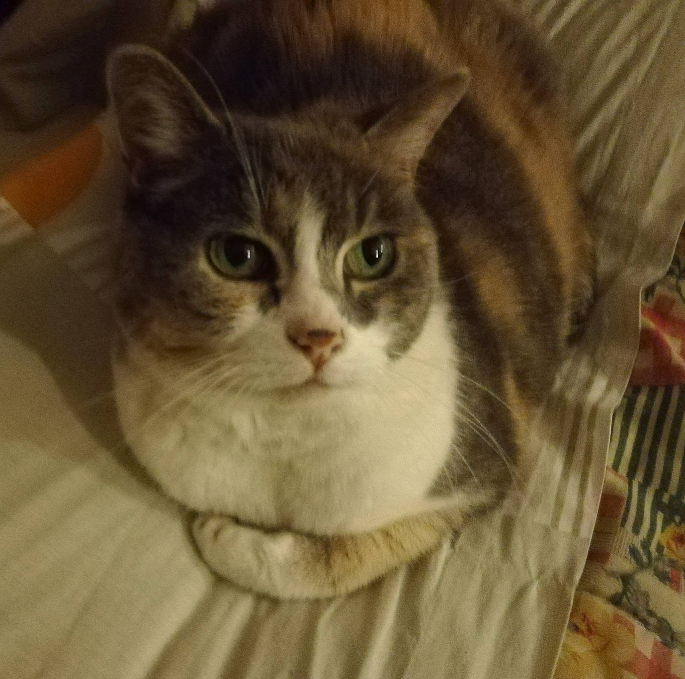 Kicius a rejoint le concours — aidez-le/la à gagner de superbes lots ! carnivore, cat, cat_supply, comfort, domestic_short_haired_cat, felidae, fur, pet_supply, small_to_medium_sized_cats, snout, terrestrial_animal, whiskers, window