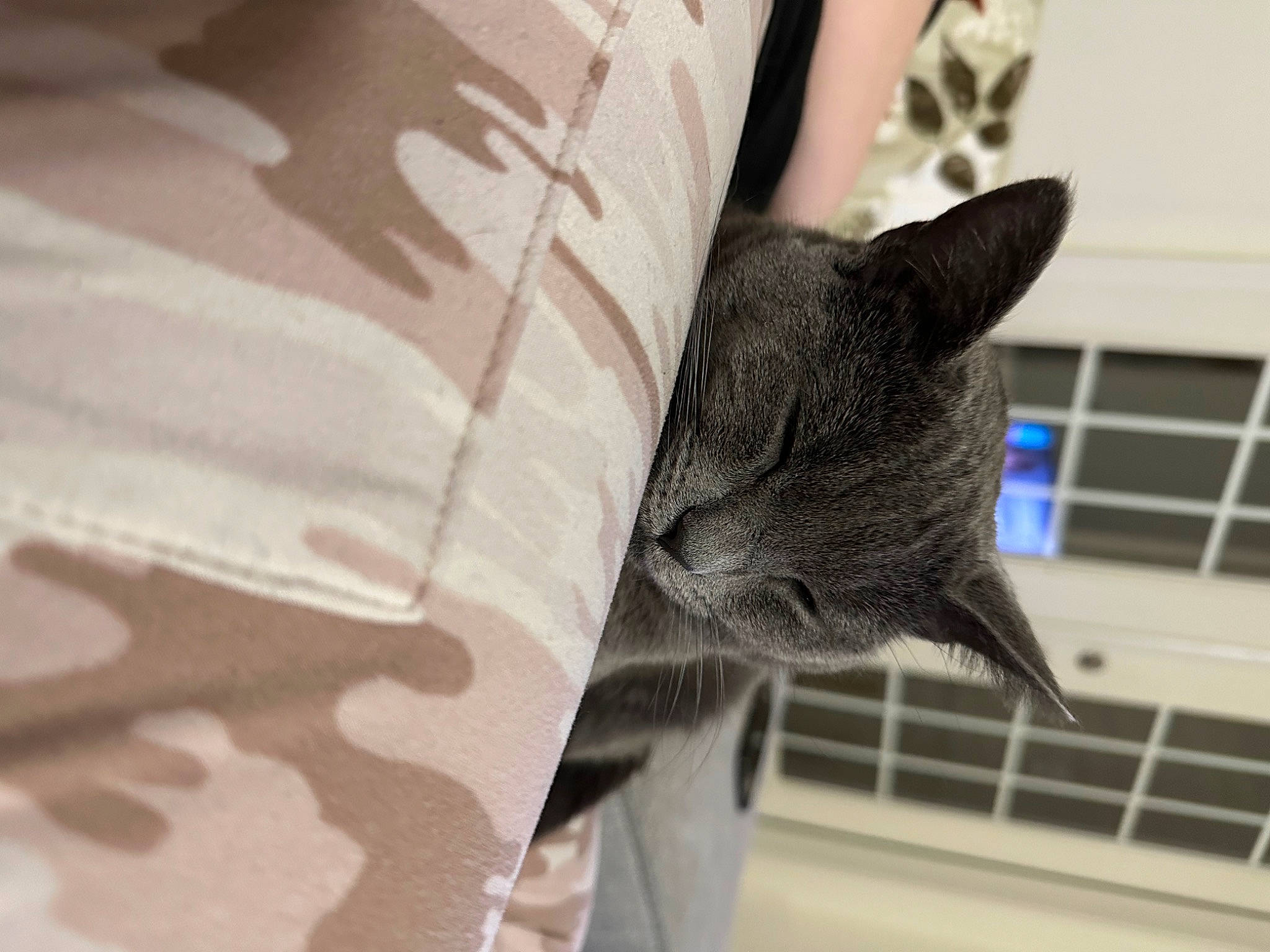 Sassy joined the competition — help win amazing prizes! carnivore, cat, comfort, domestic_short_haired_cat, felidae, fur, gesture, grey, linens, pattern, sleeve, small_to_medium_sized_cats, snout, t_shirt, whiskers