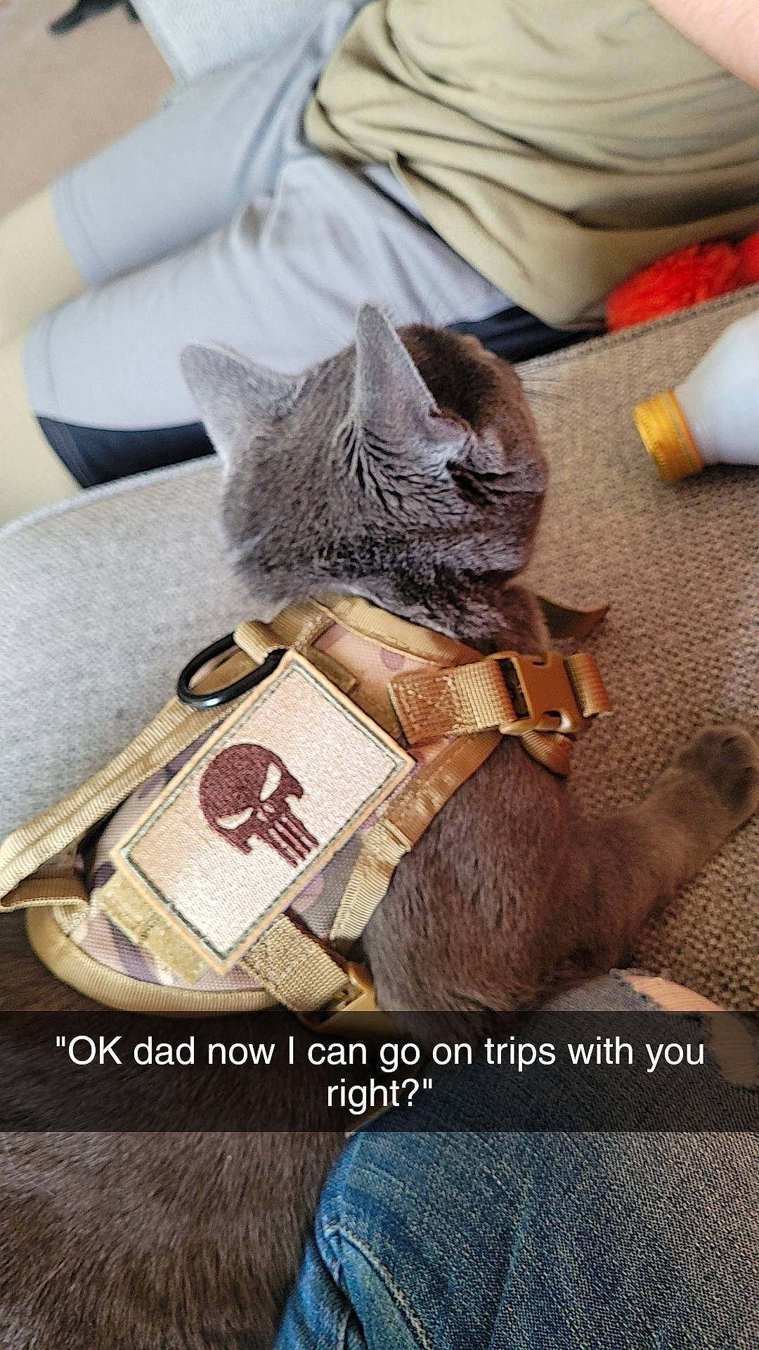 Sassy joined the competition — help win amazing prizes! art, bag, carnivore, cat, claw, comfort, denim, domestic_short_haired_cat, fashion_accessory, fawn, felidae, fur, grey, linens, nap, small_to_medium_sized_cats, snout, textile, whiskers, wood