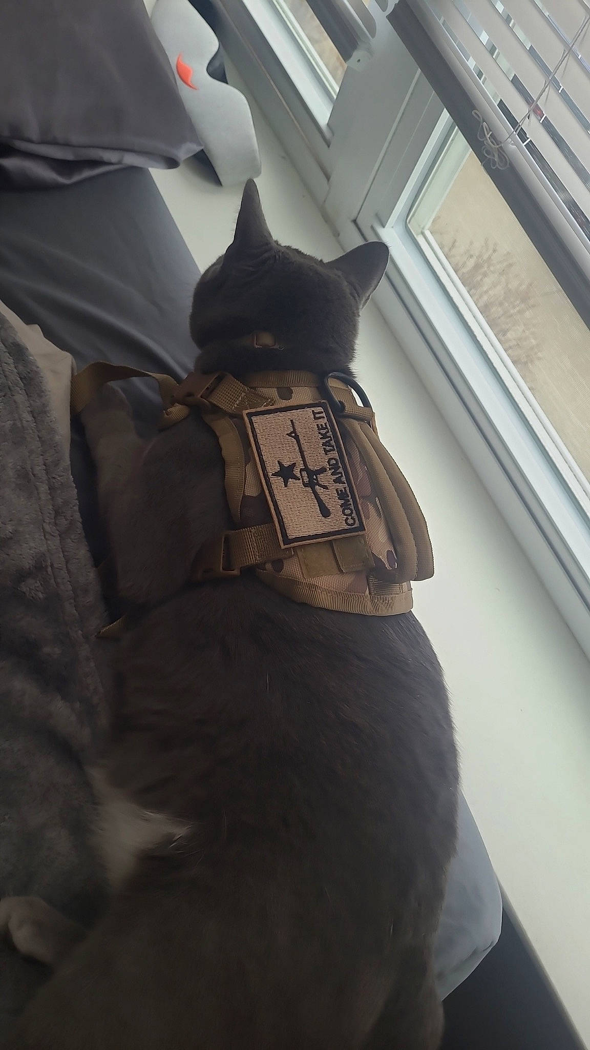 Sassy is registered to the contest to win money with this photo: bag, black_cat, carnivore, cat, comfort, felidae, fur, grey, helmet, personal_protective_equipment, sculpture, small_to_medium_sized_cats, snout, tail, tints_and_shades, tree, umbrella, whiskers, window, wood