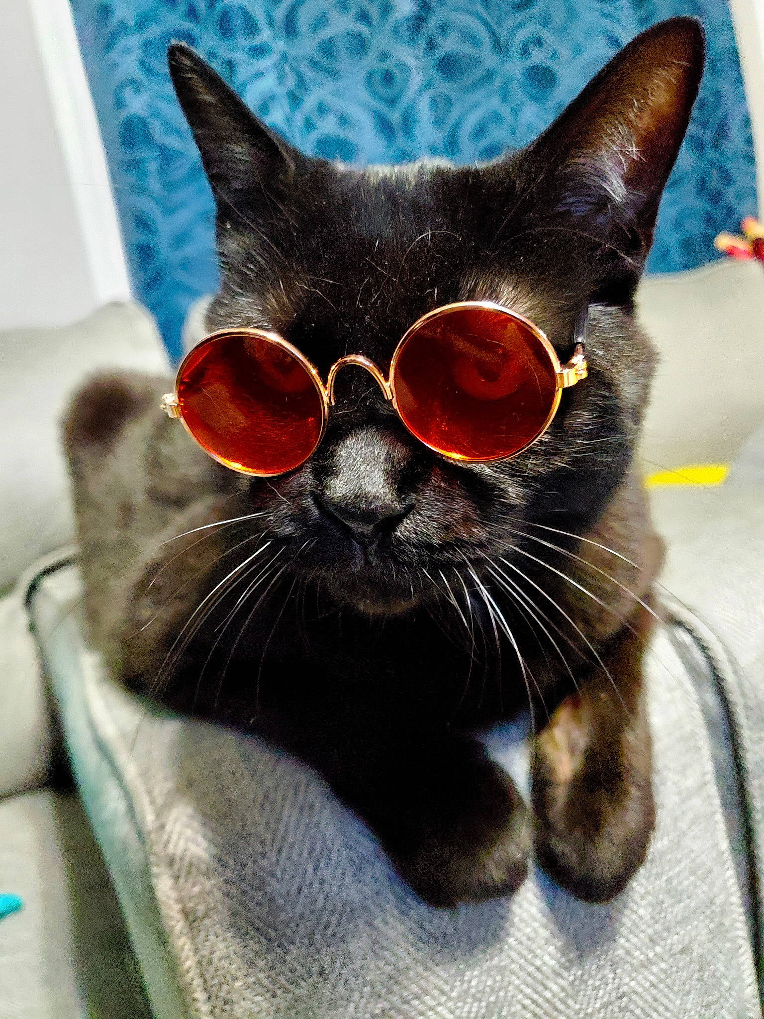 Ninja is registered to the contest to win money with this photo: black_cat, bombay, carnivore, cat, claw, close_up, comfort, domestic_short_haired_cat, ear, electric_blue, eyewear, fawn, felidae, fur, paw, small_to_medium_sized_cats, snout, sunglasses, tail, whiskers