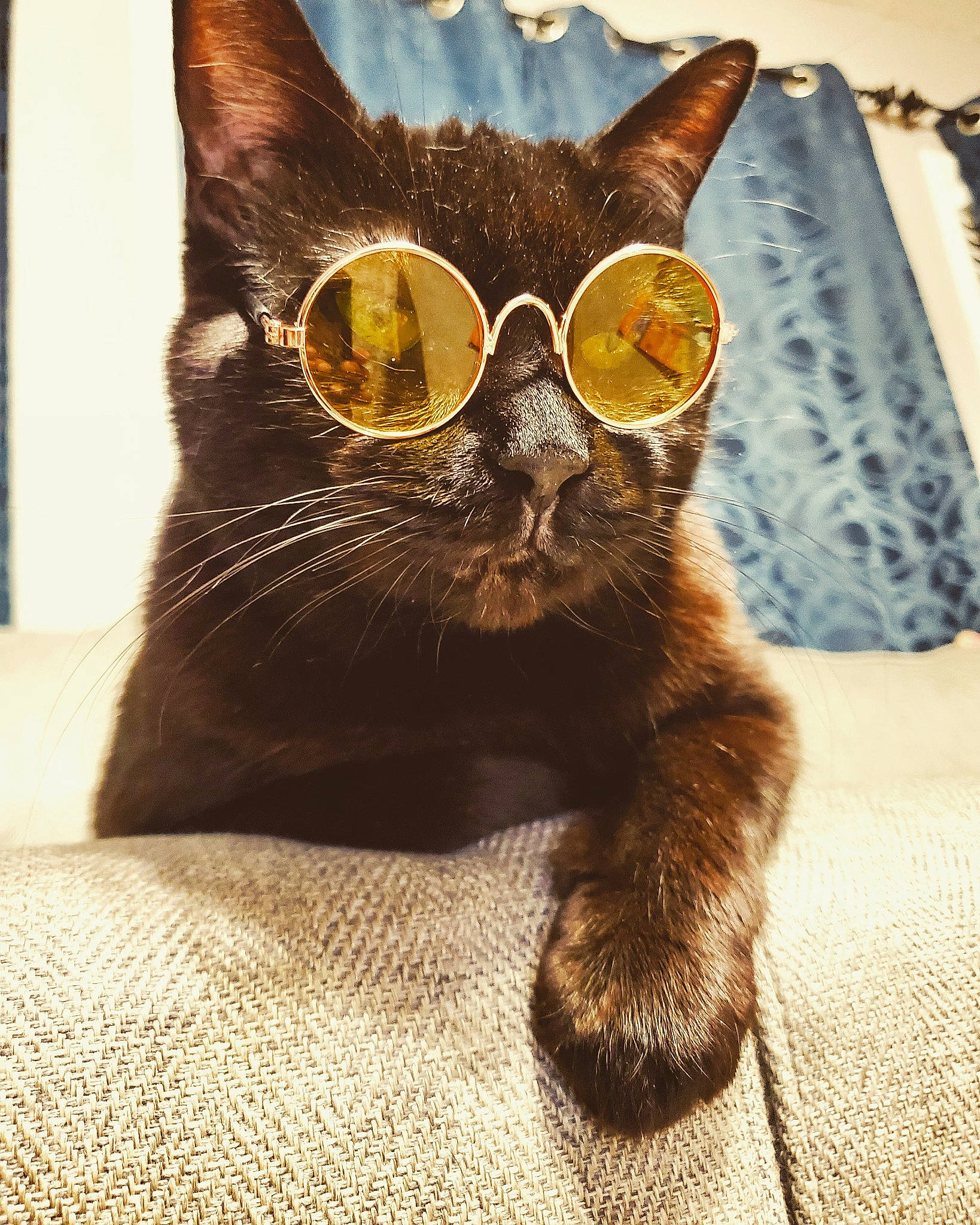 Ninja joined the competition — help win amazing prizes! black_cat, carnivore, cat, cat_supply, comfort, domestic_short_haired_cat, felidae, fur, pet_supply, small_to_medium_sized_cats, snout, tail, terrestrial_animal, whiskers