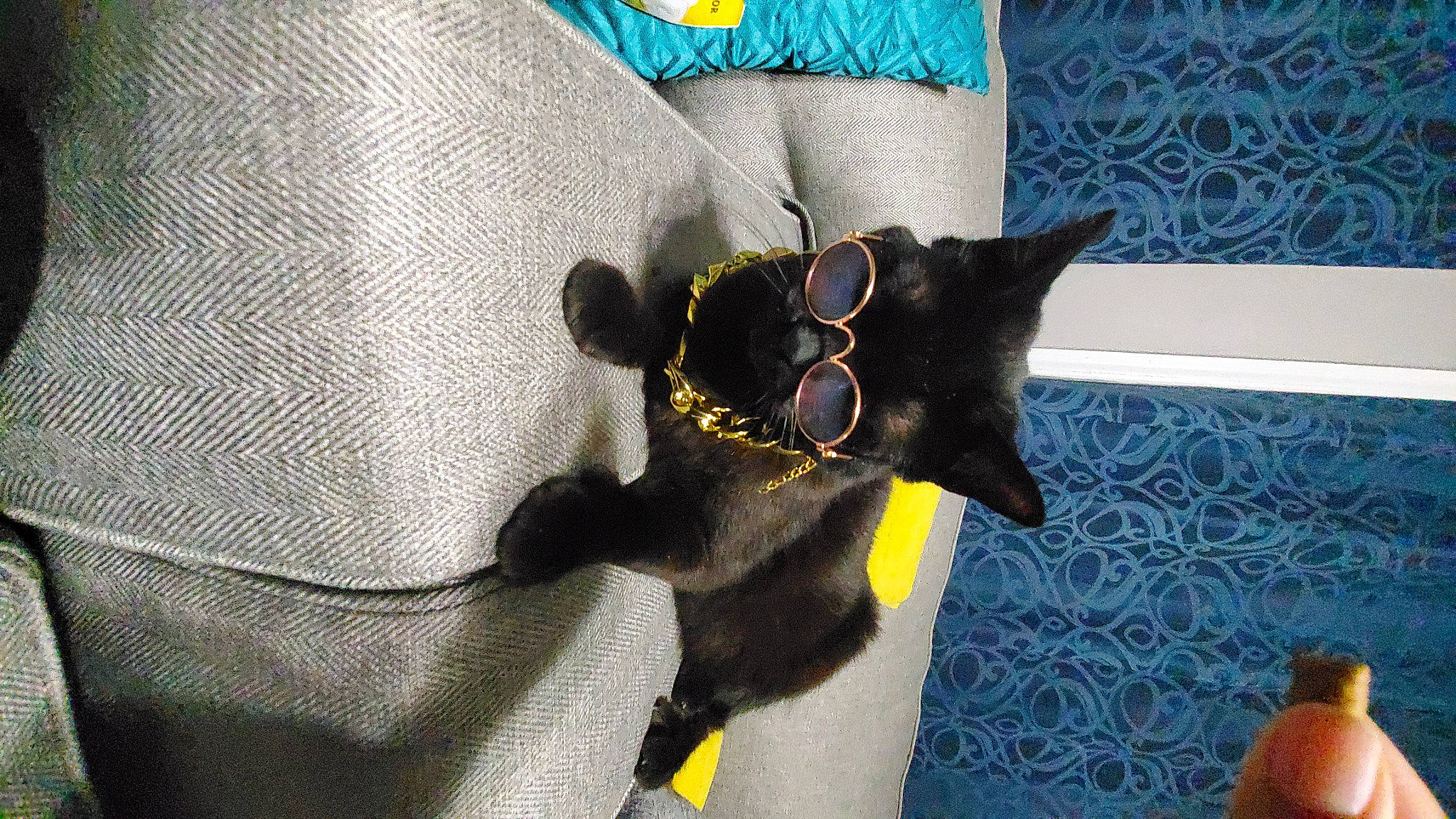 Ninja is registered to the contest to win money with this photo: black_cat, carnivore, cat, cat_supply, comfort, dog_breed, domestic_short_haired_cat, felidae, fur, grey, linens, mammal, pattern, paw, pet_supply, sleeve, small_to_medium_sized_cats, snout, tail, whiskers