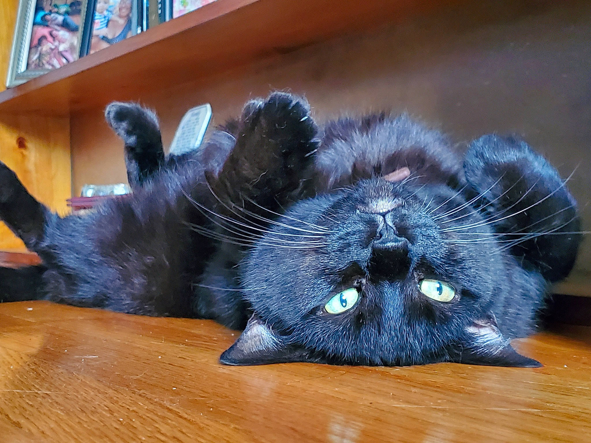 Ninja joined the competition — help win amazing prizes! black_cat, bombay, bookcase, carnivore, cat, claw, comfort, domestic_short_haired_cat, electric_blue, felidae, fur, grey, hardwood, paw, shelf, shelving, small_to_medium_sized_cats, snout, whiskers, wood
