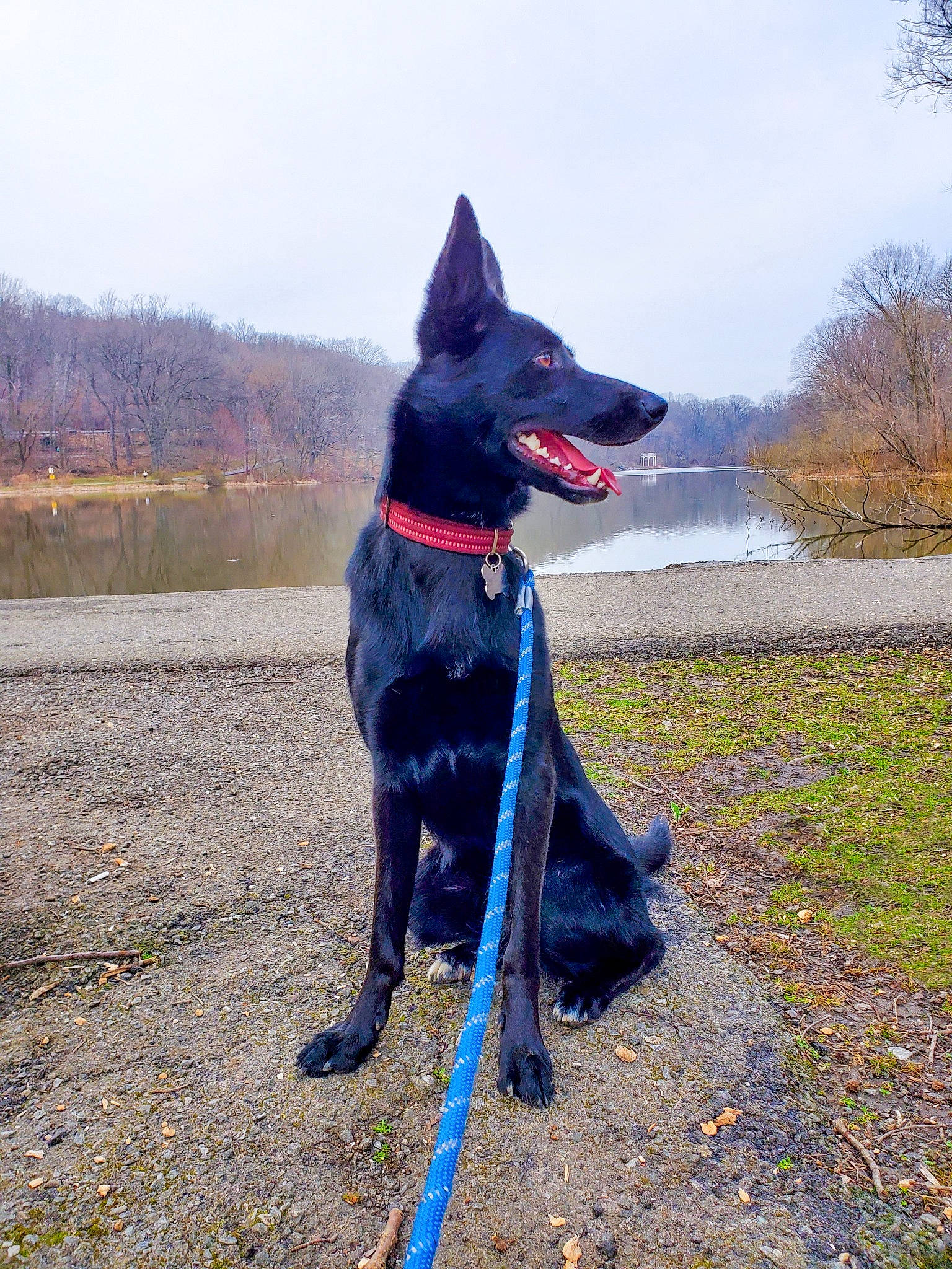 Mio is registered to the contest to win money with this photo: carnivore, collar, companion_dog, dog, dog_breed, dog_collar, dog_supply, electric_blue, herding_dog, plant, recreation, sky, sporting_group, tail, tree, walking, working_animal, working_dog