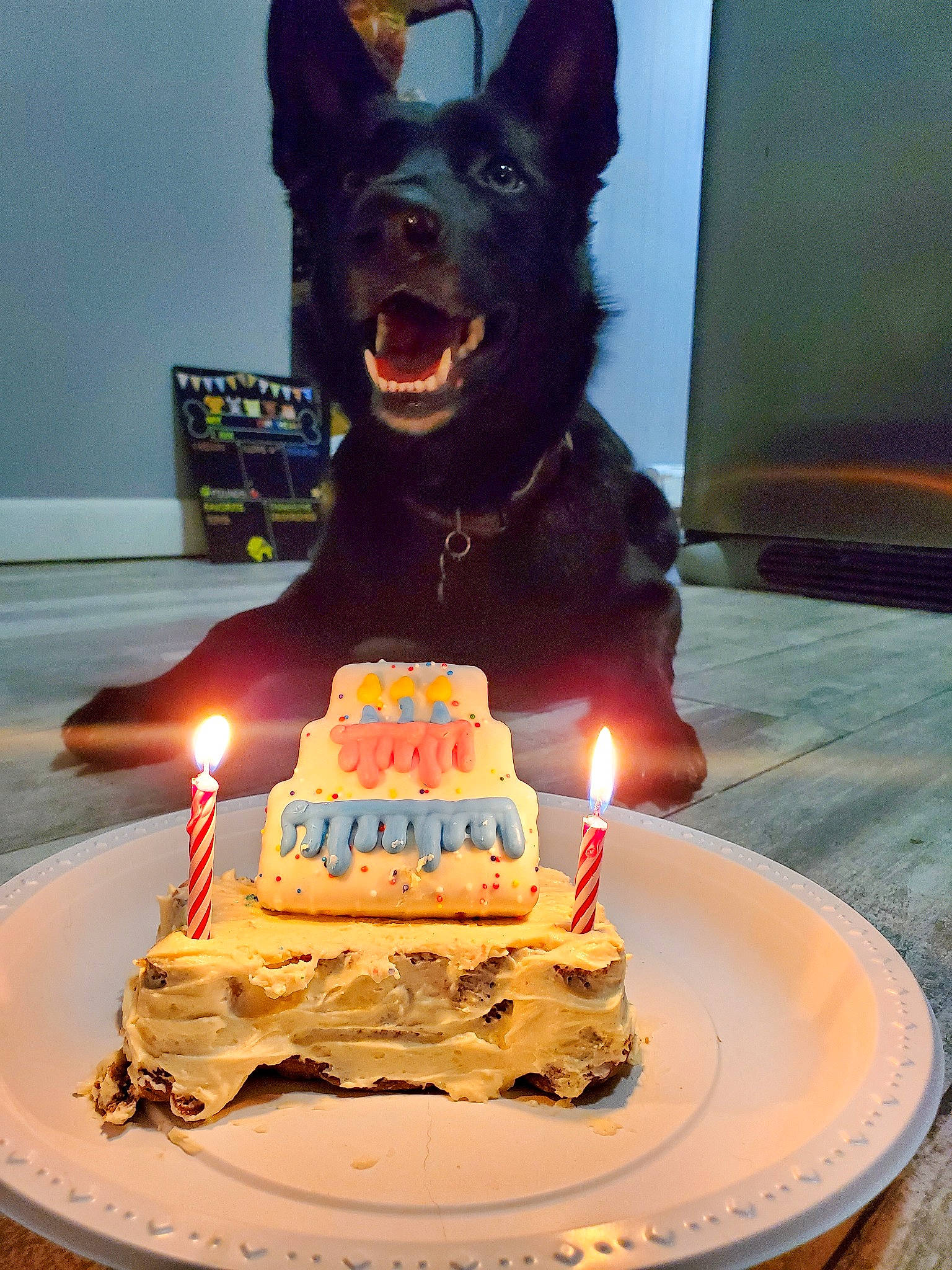 Mio is registered to the contest to win money with this photo: baked_goods, birthday, birthday_cake, birthday_candle, cake, cake_decorating, cake_decorating_supply, candle, carnivore, cuisine, dessert, dog, dog_breed, event, food, ingredient, plate, sugar_cake, sweetness, tableware