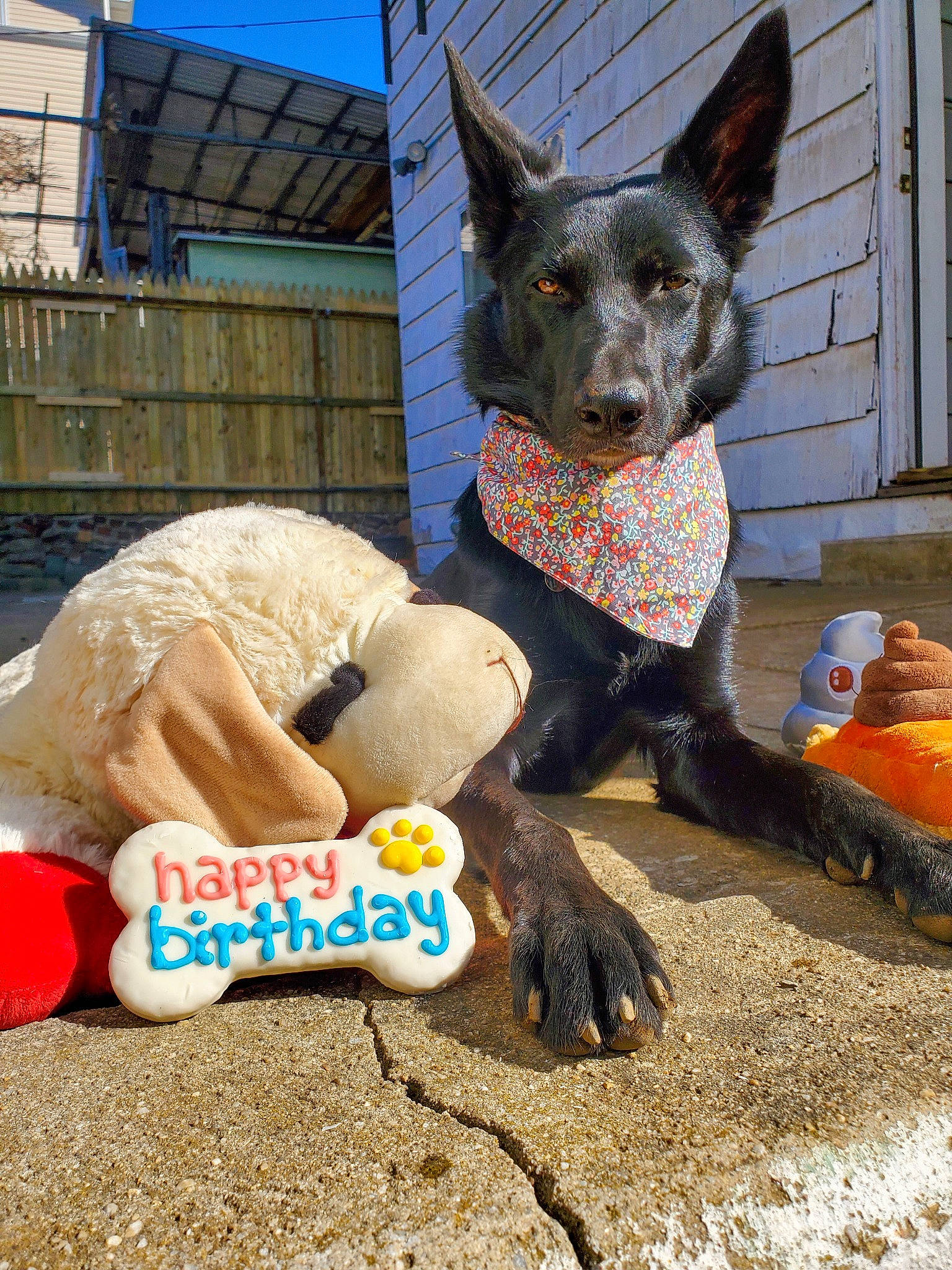 Mio is registered to the contest to win money with this photo: art, building, canidae, carmine, carnivore, dog, dog_breed, door, electric_blue, fawn, fur, mammal, sculpture, sky, snout, soil, sporting_group, tail, visual_arts, window