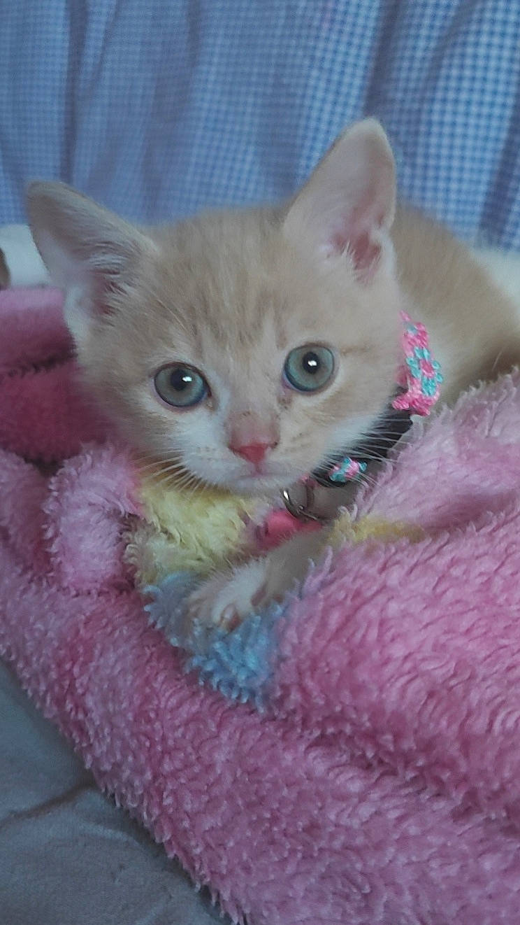 Mischou participe au concours pour gagner de l'argent avec cette photo : carnivore, cat, cat_supply, claw, close_up, domestic_short_haired_cat, ear, eye, fawn, felidae, fur, head, iris, paw, pet_supply, pink, small_to_medium_sized_cats, snout, tail, whiskers