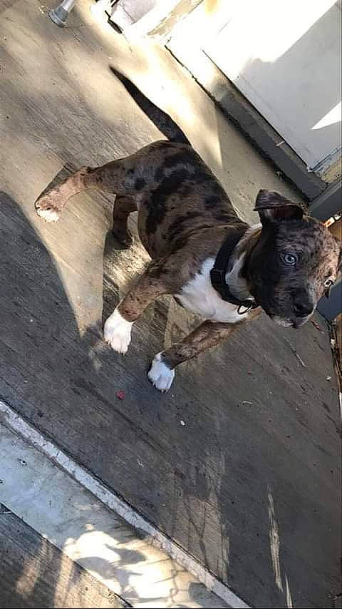 Granite is registered to the contest to win money with this photo: canidae, carnivore, collar, dog, dog_breed, fur, pack_animal, pet_supply, snout, tail, terrestrial_animal, working_animal, working_dog