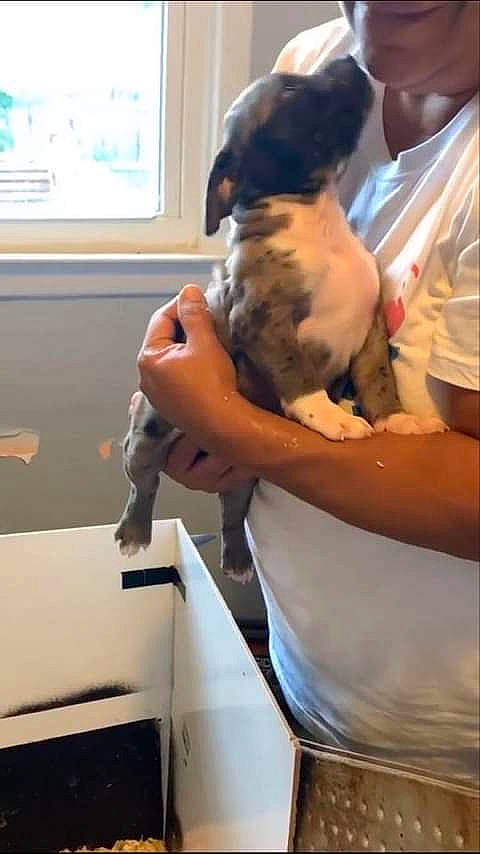 Granite joined the competition — help win amazing prizes! canidae, carnivore, collar, companion_dog, dog, dog_breed, dog_collar, dog_supply, non_sporting_group, pet_supply, pointing_breed, puppy, puppy_love, snout, sporting_group, vertebrate, working_animal, working_dog