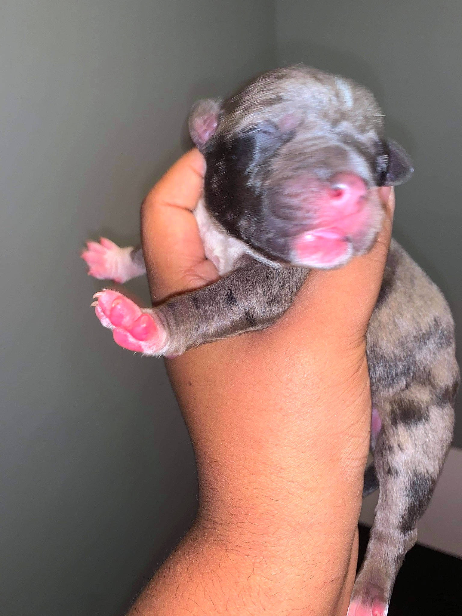 Granite is registered to the contest to win money with this photo: carnivore, dog_breed, fawn, finger, flesh, foot, fur, livestock, muscle, nail, organ, pink, skin, snout, suidae, vertebrate, working_animal, working_dog