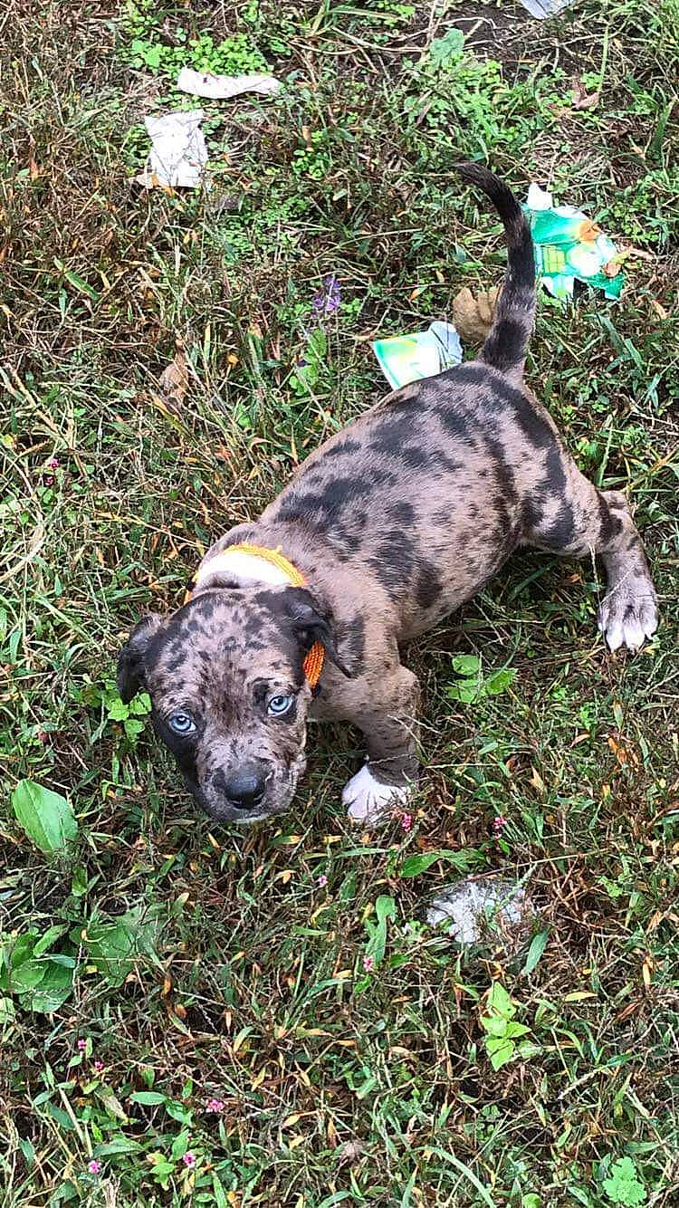 Granite is registered to the contest to win money with this photo: canidae, carnivore, companion_dog, dog, dog_breed, dog_supply, grass, groundcover, mammal, paw, pet_supply, puppy, snout, sporting_group, tail, terrestrial_animal, working_animal, working_dog