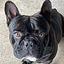 animal, black_dog, brown_eyes, canine, close_up, companion, concrete, curious, dog, domestic_animal, ears, french_bulldog, fur, looking_up, outdoor, paw, pet, portrait, snout, standing
