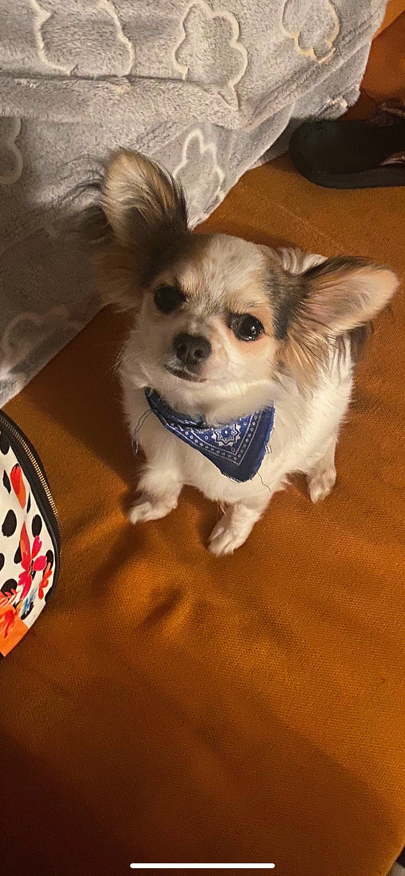 Iron a rejoint le concours — aidez-le/la à gagner de superbes lots ! carnivore, chihuahua, collar, companion_dog, dog, dog_breed, dog_clothes, dog_supply, fashion_accessory, fawn, flooring, fur, party_hat, pet_supply, small_terrier, snout, sporting_group, toy_dog, whiskers, working_animal