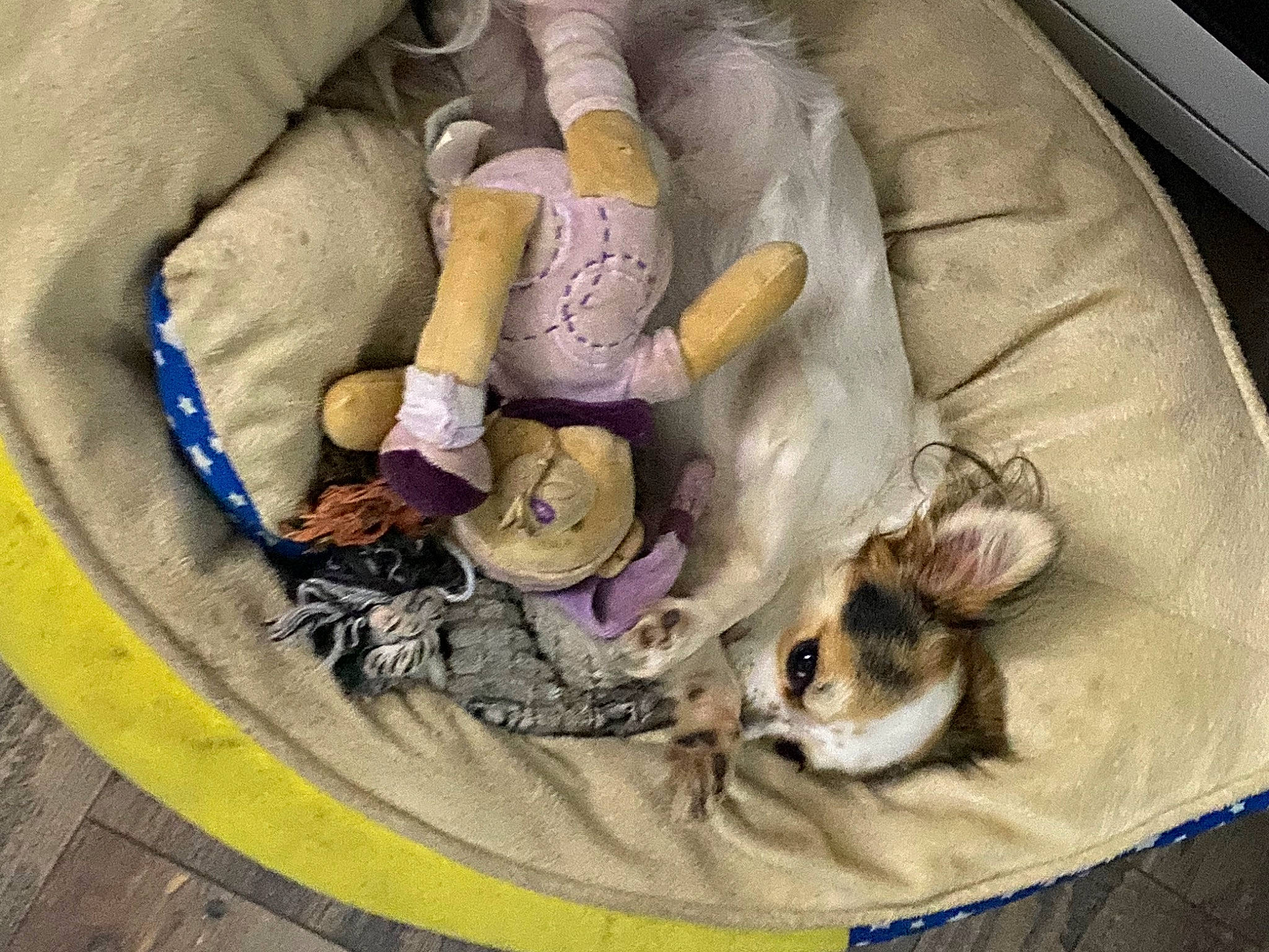 Iron participe au concours pour gagner de l'argent avec cette photo : carnivore, cat, circle, comfort, companion_dog, couch, domestic_short_haired_cat, felidae, fur, linens, plastic, small_to_medium_sized_cats, tail, textile, vertebrate, whiskers