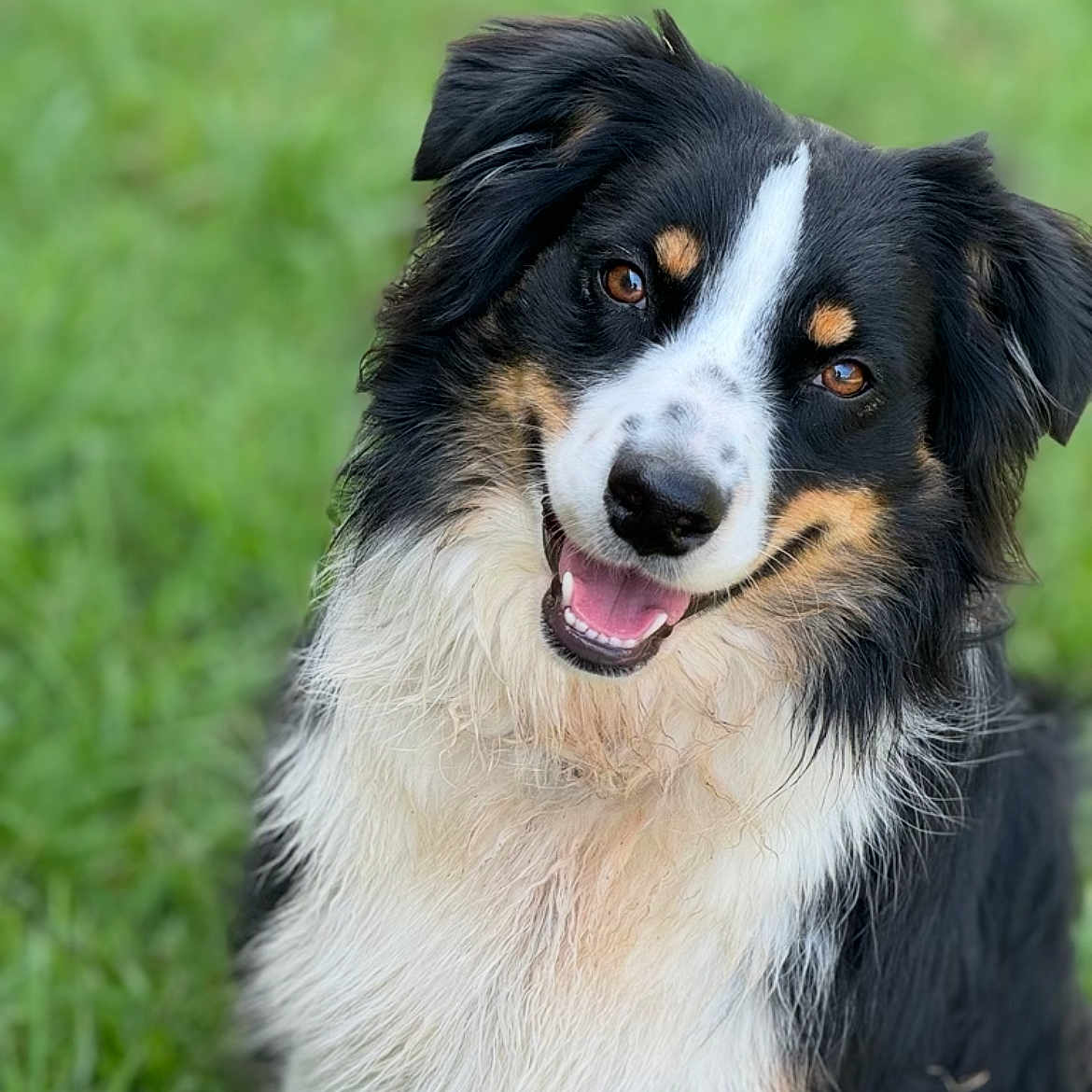 Maggie joined the competition — help win amazing prizes! adorable, animal, black_and_white, canine, close_up, cute, dog, domestic_animal, friendly, fur, grass, happy, head_tilt, mammal, nature, outdoor, pet, playful, portrait, smiling