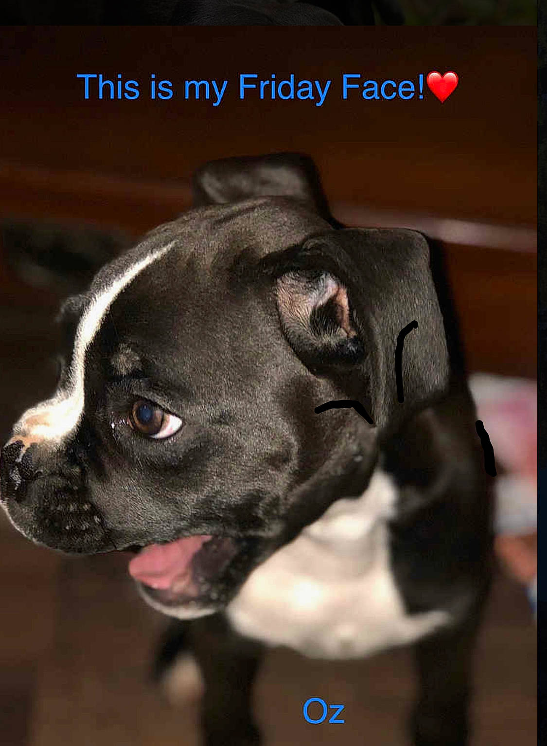 Oz joined the competition — help win amazing prizes! american_pit_bull_terrier, boxer, canidae, carnivore, companion_dog, dog, dog_breed, dog_collar, ear, fawn, mammal, molosser, non_sporting_group, photo_caption, pit_bull, puppy, rare_breed_dog, snout, sporting_group, valley_bulldog