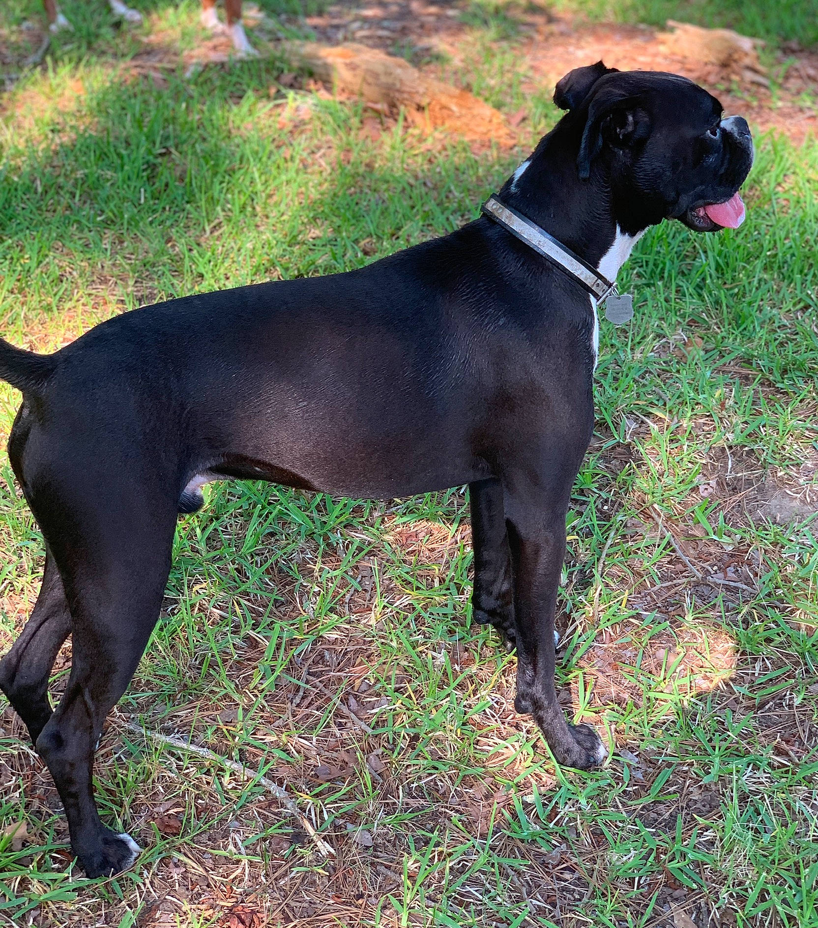 Oz is registered to the contest to win money with this photo: alaunt, bandog, borador, cane_corso, canidae, canis_panther, carnivore, dog, dog_breed, guard_dog, hunting_dog, mammal, molosser, non_sporting_group, patterdale_terrier, rare_breed_dog, snout, sporting_group, vertebrate, working_dog