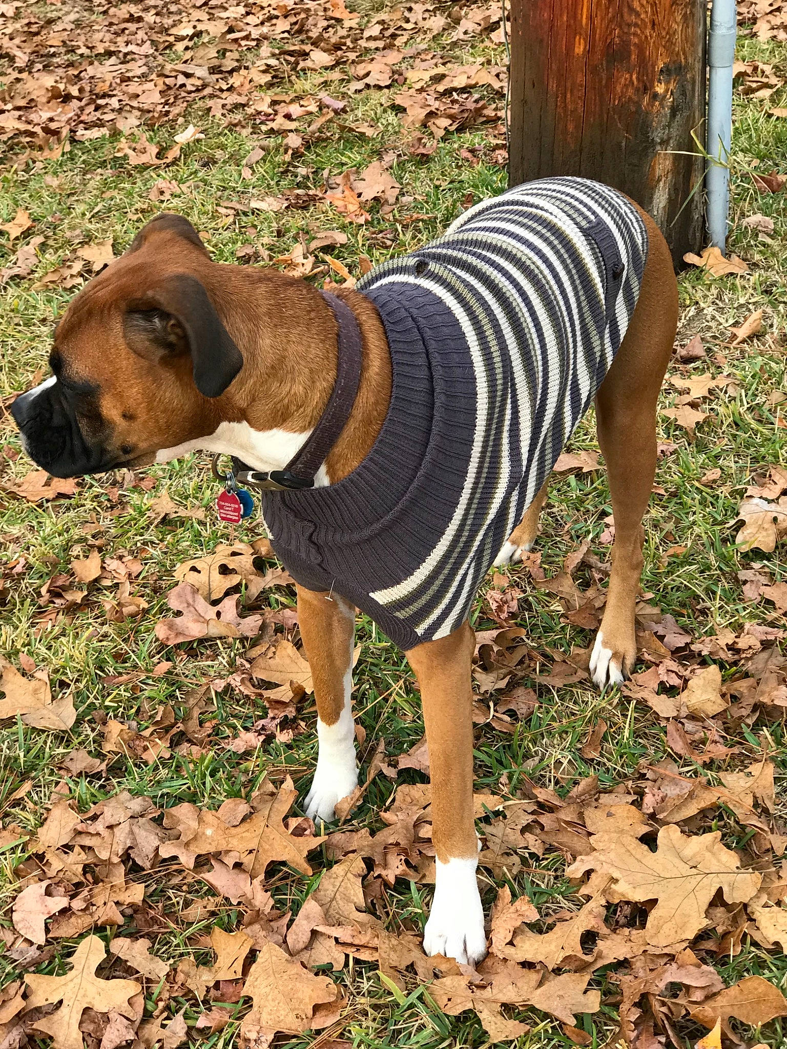 Bodhi joined the competition — help win amazing prizes! canidae, carnivore, dog, dog_breed, dog_clothes, fawn