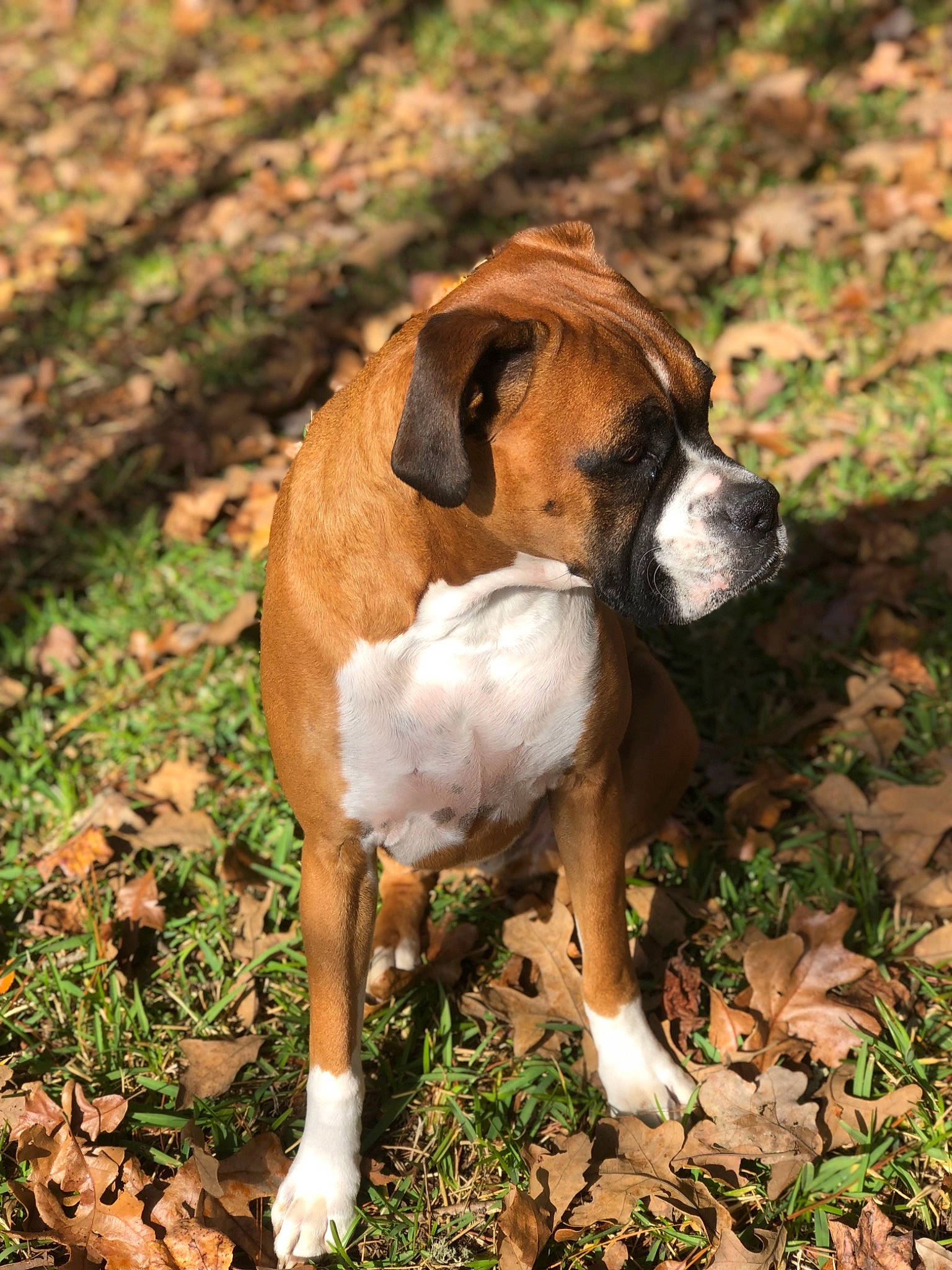 Bodhi joined the competition — help win amazing prizes! boxer, canidae, carnivore, dog, dog_breed, fawn, mammal, rare_breed_dog, snout, sporting_group, tosa, vertebrate