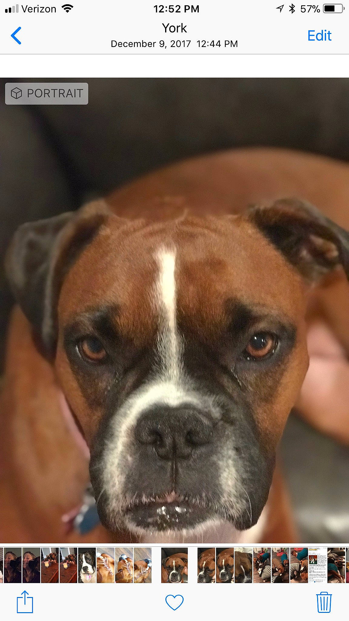 Reba joined the competition — help win amazing prizes! boxer, bulldog, canidae, carnivore, companion_dog, dog, dog_breed, ear, fawn, mammal, molosser, photo_caption, puppy, puppy_love, rare_breed_dog, snout, sporting_group, valley_bulldog, vertebrate, working_dog