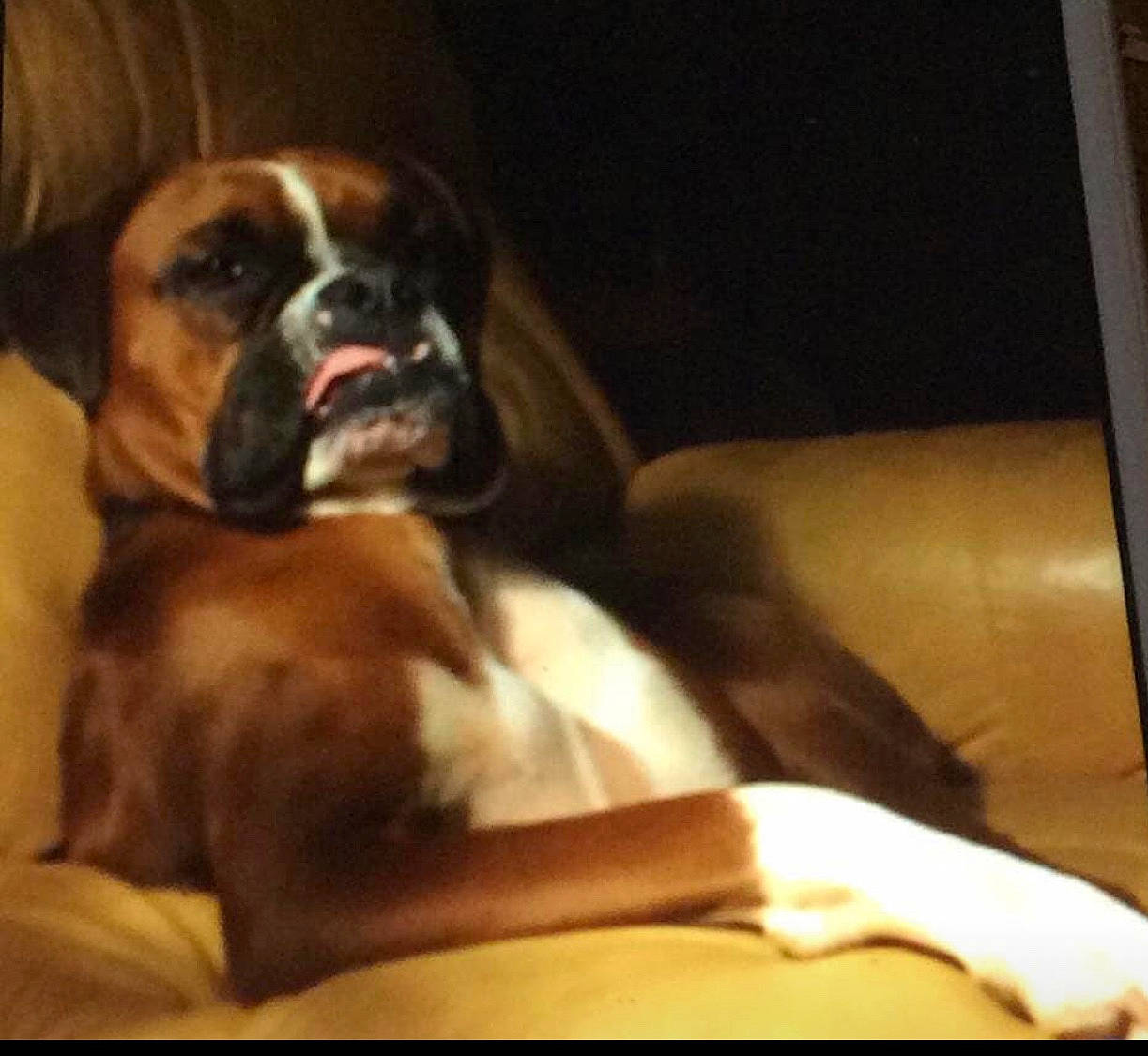 Reba is registered to the contest to win money with this photo: boxer, canidae, carnivore, companion_dog, dog, dog_breed, ear, fawn, mammal, puppy, puppy_love, snout, sporting_group, valley_bulldog, vertebrate, working_dog