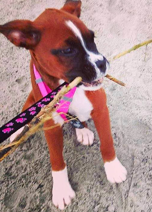Reba is registered to the contest to win money with this photo: american_staffordshire_terrier, basenji, boxer, canidae, carnivore, dog, dog_breed, fawn, mammal, non_sporting_group, vertebrate