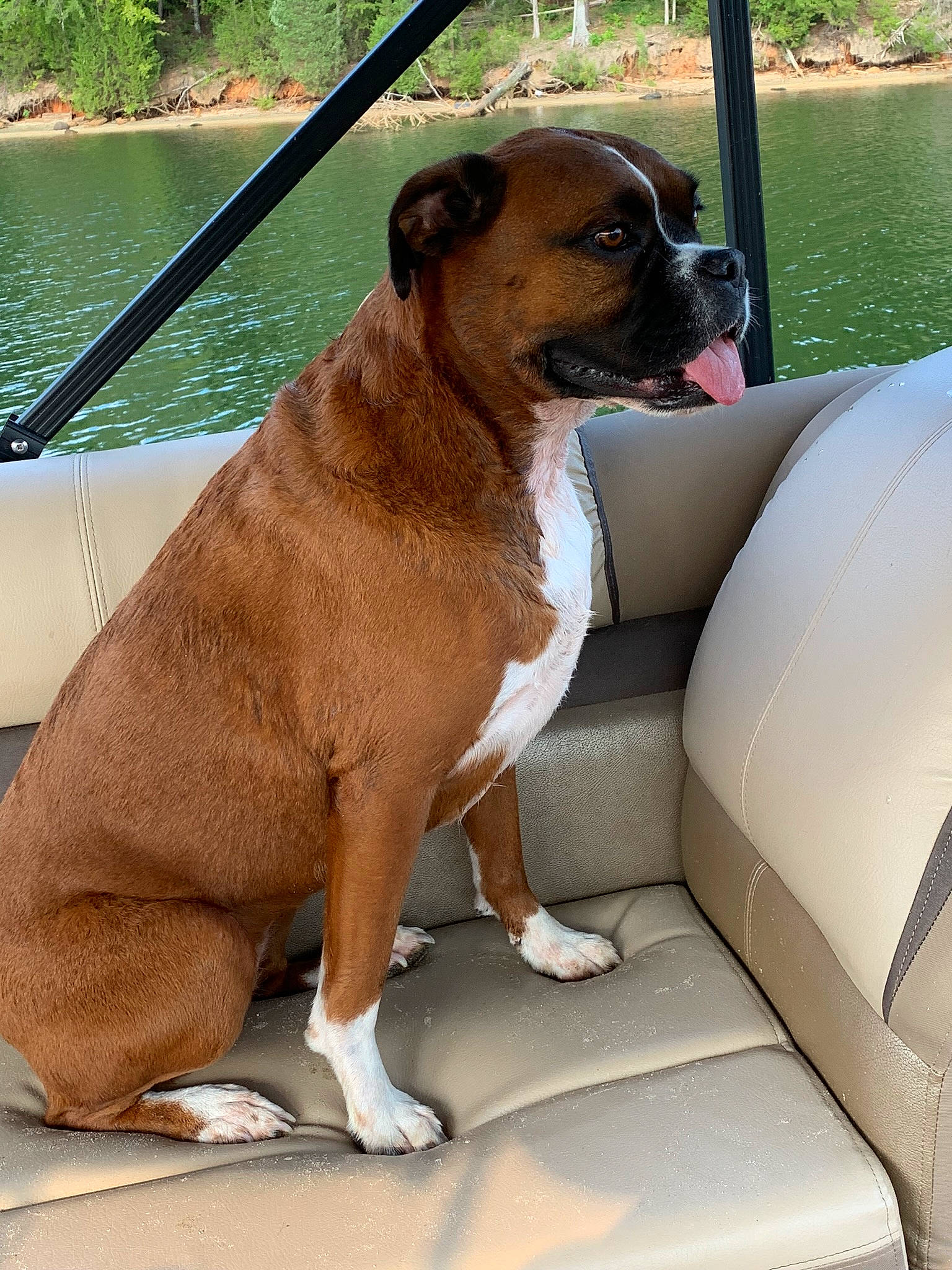 Reba joined the competition — help win amazing prizes! boxer, bulldog, canidae, carnivore, collar, companion_dog, dog, dog_breed, fawn, mammal, non_sporting_group, old_english_bulldog, olde_english_bulldogge, rare_breed_dog, renascence_bulldogge, snout, sporting_group, valley_bulldog, vehicle, vertebrate