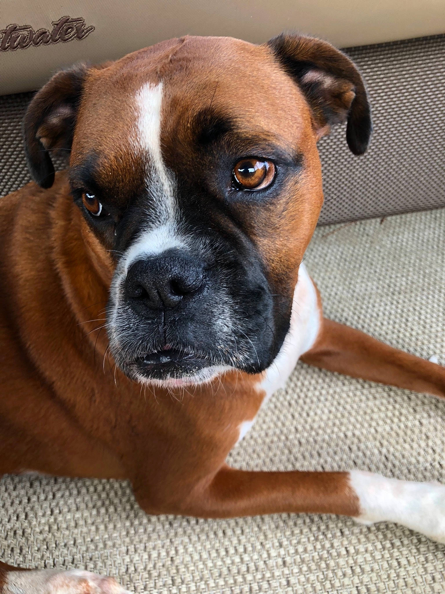 Reba is registered to the contest to win money with this photo: boxer, canidae, carnivore, companion_dog, dog, dog_breed, fawn, mammal, molosser, non_sporting_group, nose, olde_english_bulldogge, puppy, rare_breed_dog, snout, sporting_group, staffordshire_bull_terrier, valley_bulldog, vertebrate, whiskers