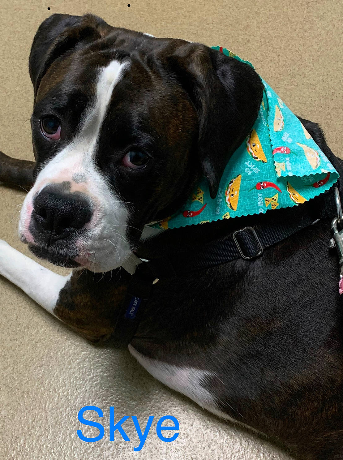 Skye Piper joined the competition — help win amazing prizes! american_bulldog, american_staffordshire_terrier, boxer, canidae, carnivore, collar, companion_dog, dog, dog_breed, dog_collar, fawn, mammal, non_sporting_group, olde_english_bulldogge, pit_bull, puppy, rare_breed_dog, snout, sporting_group, valley_bulldog