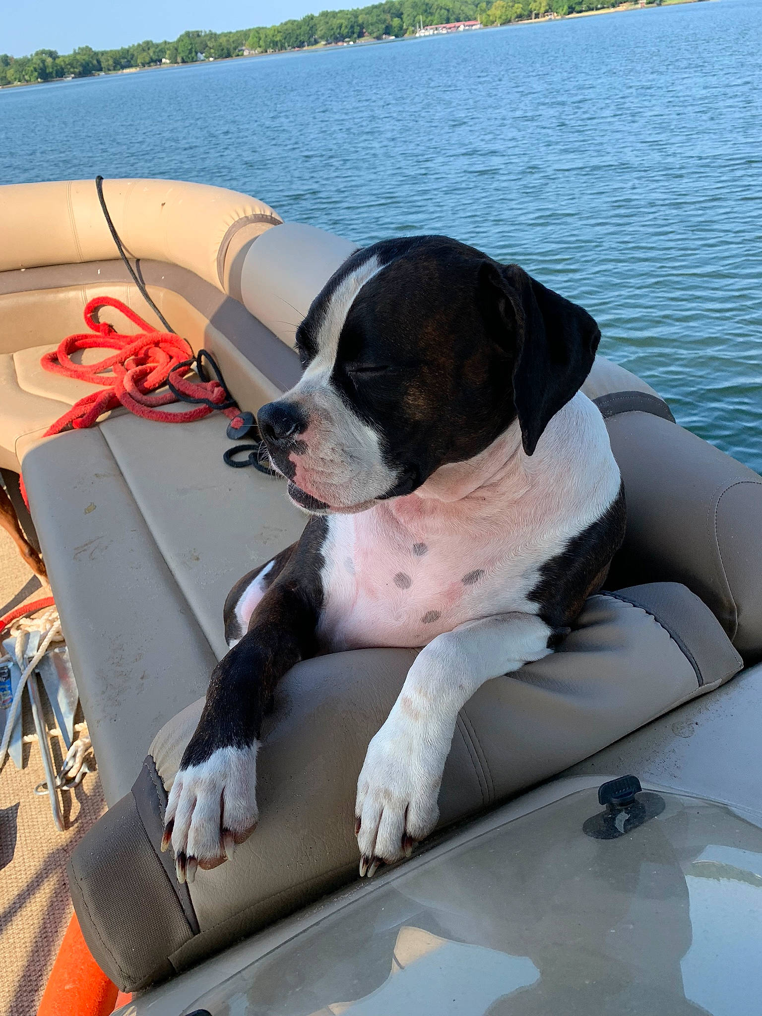 Skye Piper is registered to the contest to win money with this photo: american_bulldog, boxer, canidae, carnivore, companion_dog, dog, dog_breed, fawn, mammal, non_sporting_group, olde_english_bulldogge, pointer, rare_breed_dog, snout, sporting_group, valley_bulldog