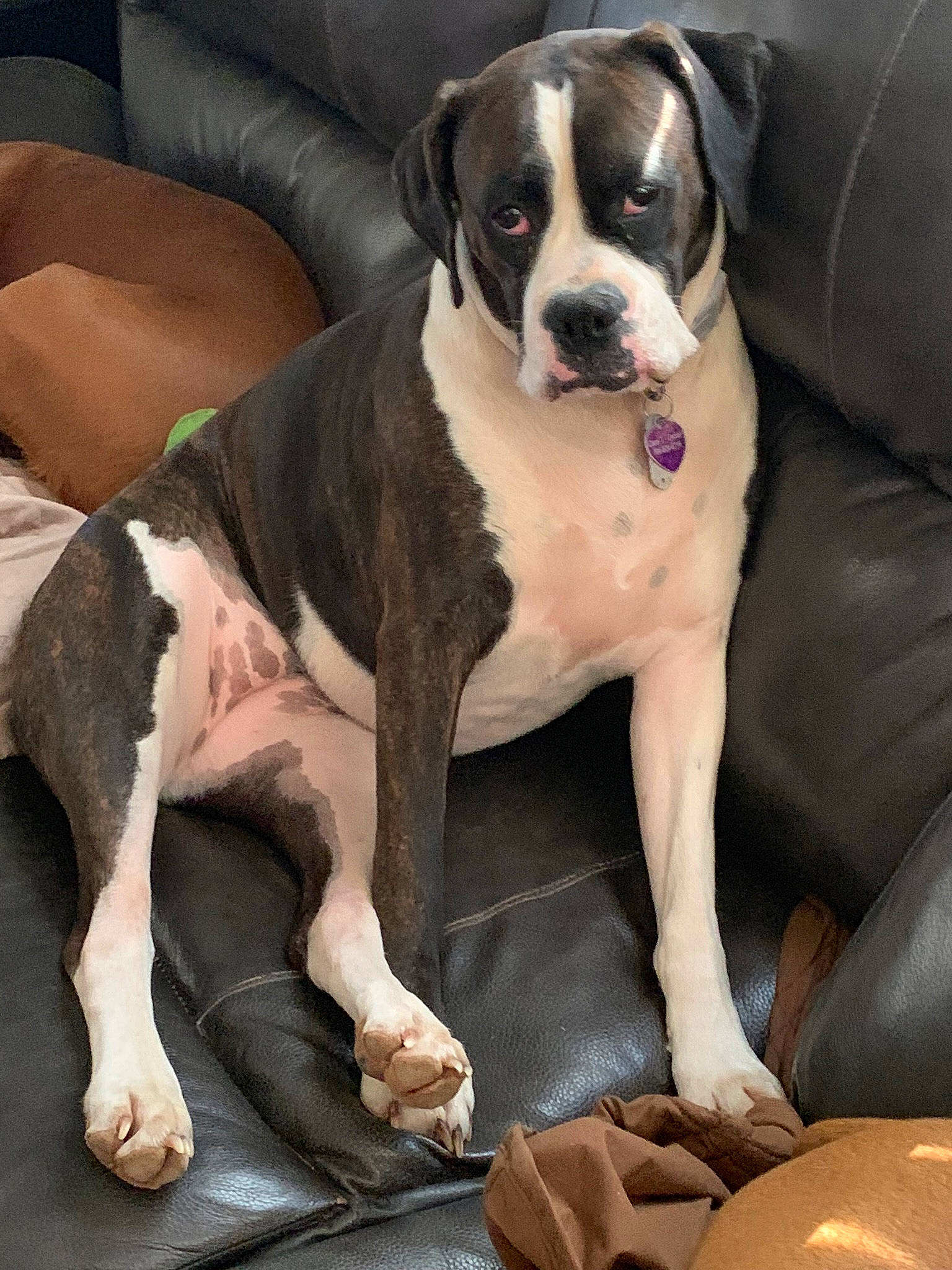 Skye Piper is registered to the contest to win money with this photo: american_bulldog, american_pit_bull_terrier, american_staffordshire_terrier, canidae, carnivore, companion_dog, dog, dog_breed, fawn, mammal, molosser, non_sporting_group, pit_bull, rare_breed_dog, snout, sporting_group, valley_bulldog, vertebrate