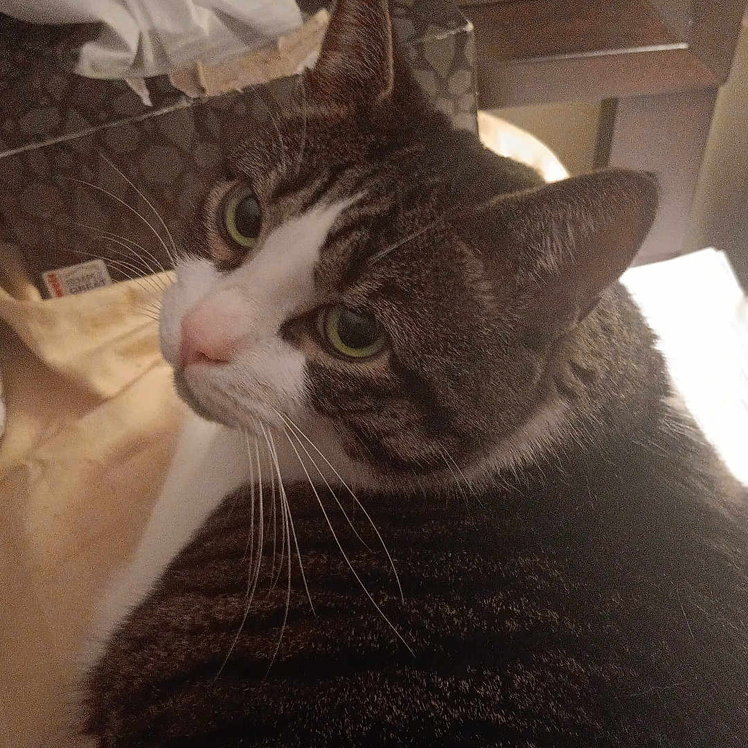 Oreo is registered to the contest to win money with this photo: animal, cat, close_up, cozy, curious, cute, domestic, feline, fur, green_eyes, home, indoor, looking_back, mammal, pet, resting, soft_lighting, tabby, tissue_box, whiskers