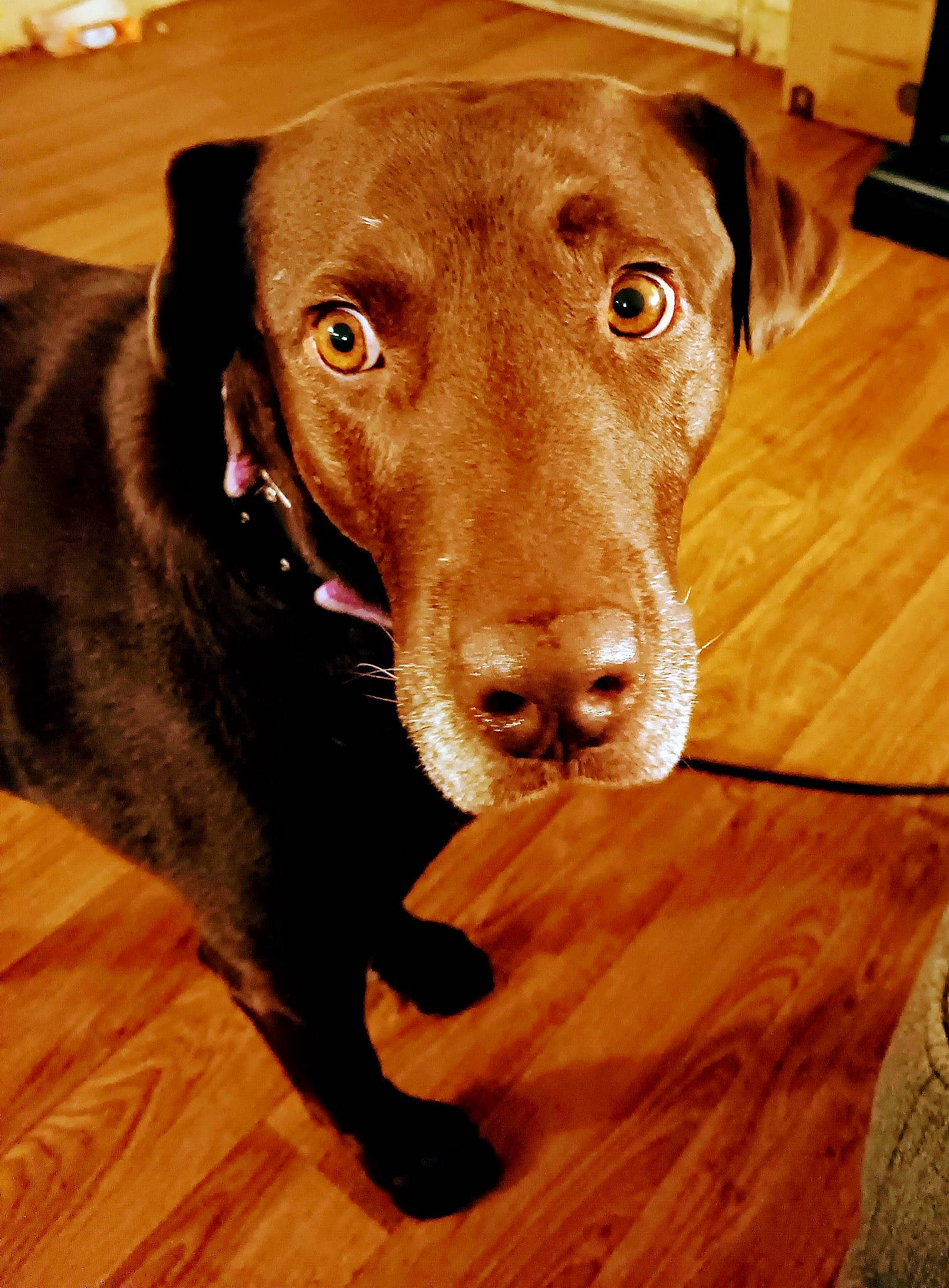 Cooper joined the competition — help win amazing prizes! carnivore, collar, companion_dog, dog, dog_breed, dog_collar, ear, fawn, floor, flooring, hardwood, liver, pet_supply, snout, sporting_group, varnish, whiskers, wood, wood_stain, working_animal