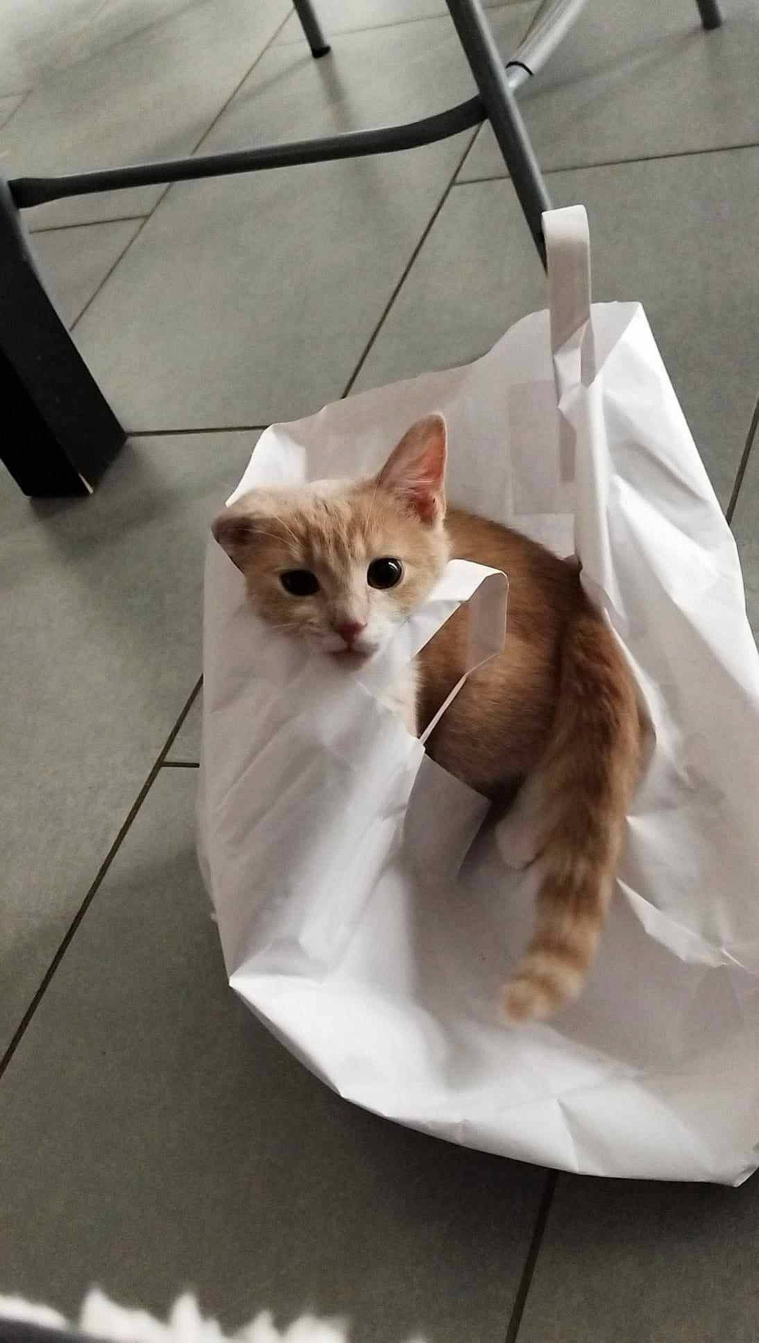 Thao a rejoint le concours — aidez-le/la à gagner de superbes lots ! carnivore, cat, comfort, domestic_short_haired_cat, fawn, felidae, flooring, fur, hardwood, mammal, paw, pet_supply, sitting, small_to_medium_sized_cats, tail, vertebrate, whiskers, wood