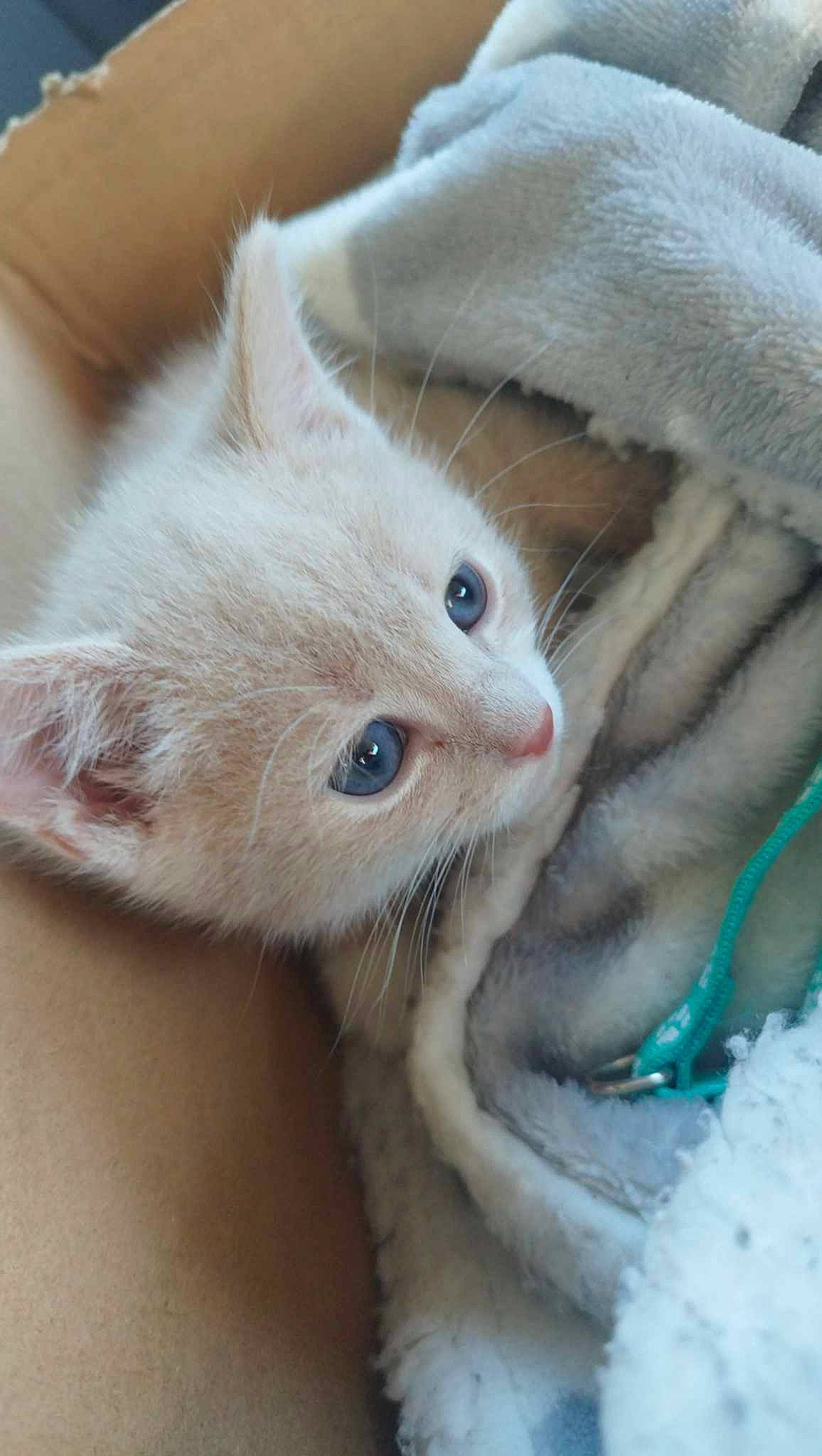 Thao a rejoint le concours — aidez-le/la à gagner de superbes lots ! carnivore, cat, claw, close_up, comfort, domestic_short_haired_cat, ear, eye, eyelash, fawn, felidae, fur, head, nose, paw, skin, small_to_medium_sized_cats, snout, tail, whiskers