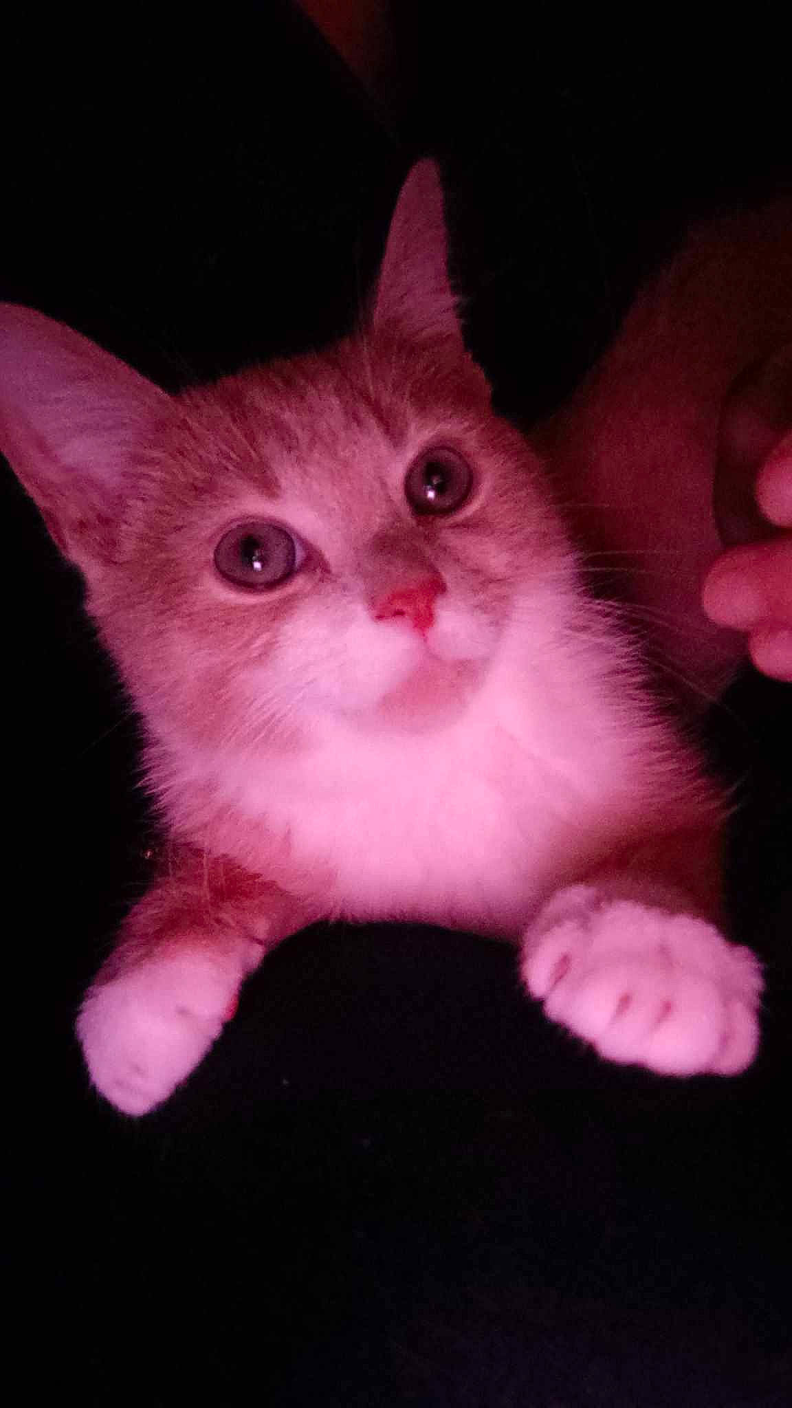 Thao a rejoint le concours — aidez-le/la à gagner de superbes lots ! carnivore, cat, claw, domestic_short_haired_cat, ear, fawn, felidae, foot, fur, gesture, iris, magenta, nail, paw, pink, small_to_medium_sized_cats, snout, tail, whiskers