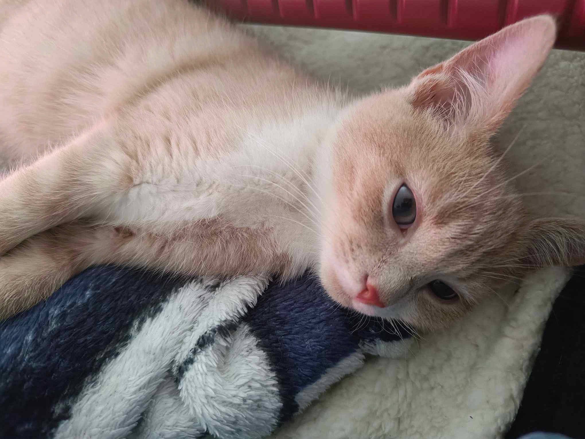 Thao participe au concours pour gagner de l'argent avec cette photo : carnivore, cat, cat_supply, claw, comfort, domestic_short_haired_cat, fawn, felidae, fur, paw, small_to_medium_sized_cats, snout, tail, whiskers