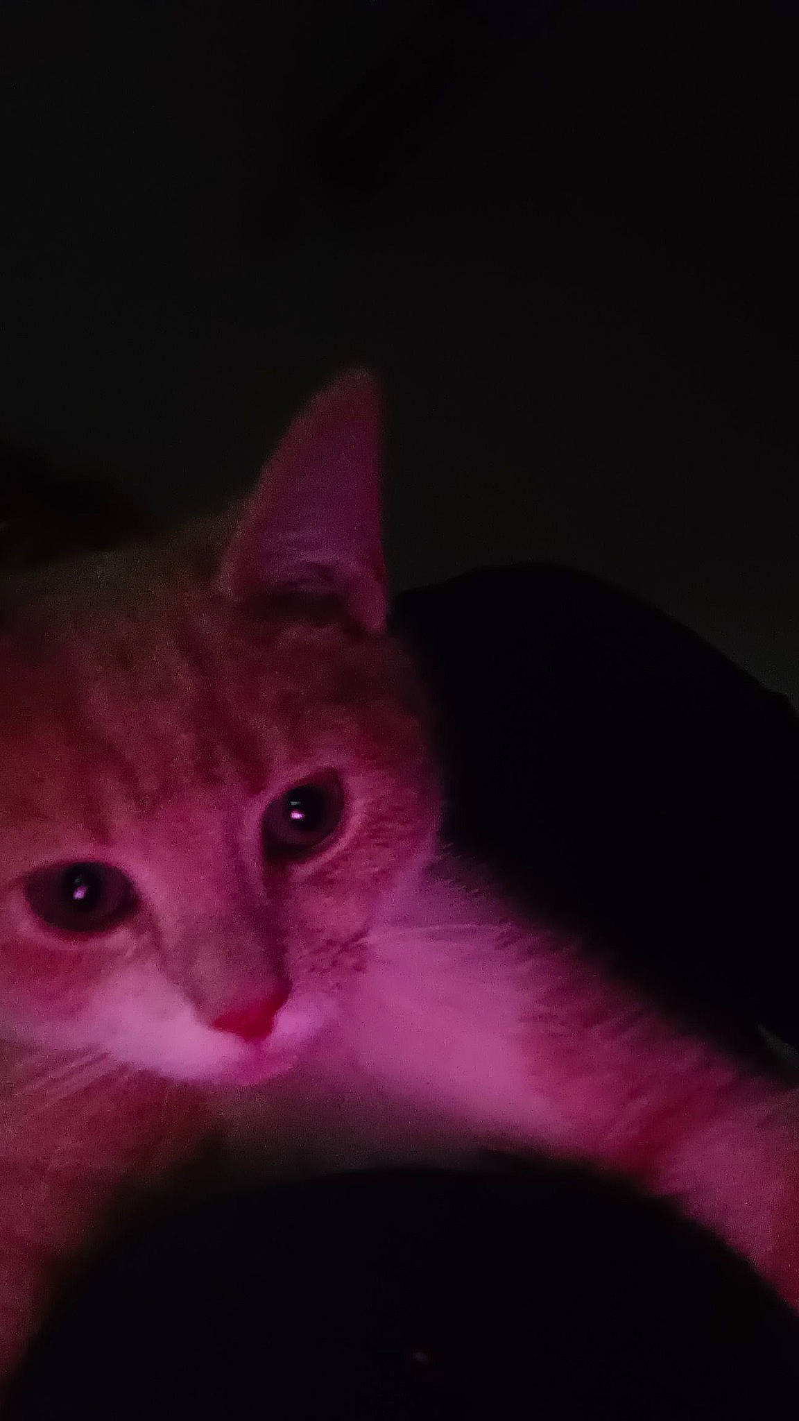 Thao participe au concours pour gagner de l'argent avec cette photo : carnivore, cat, darkness, domestic_short_haired_cat, ear, eyelash, felidae, fur, magenta, night, small_to_medium_sized_cats, snout, whiskers